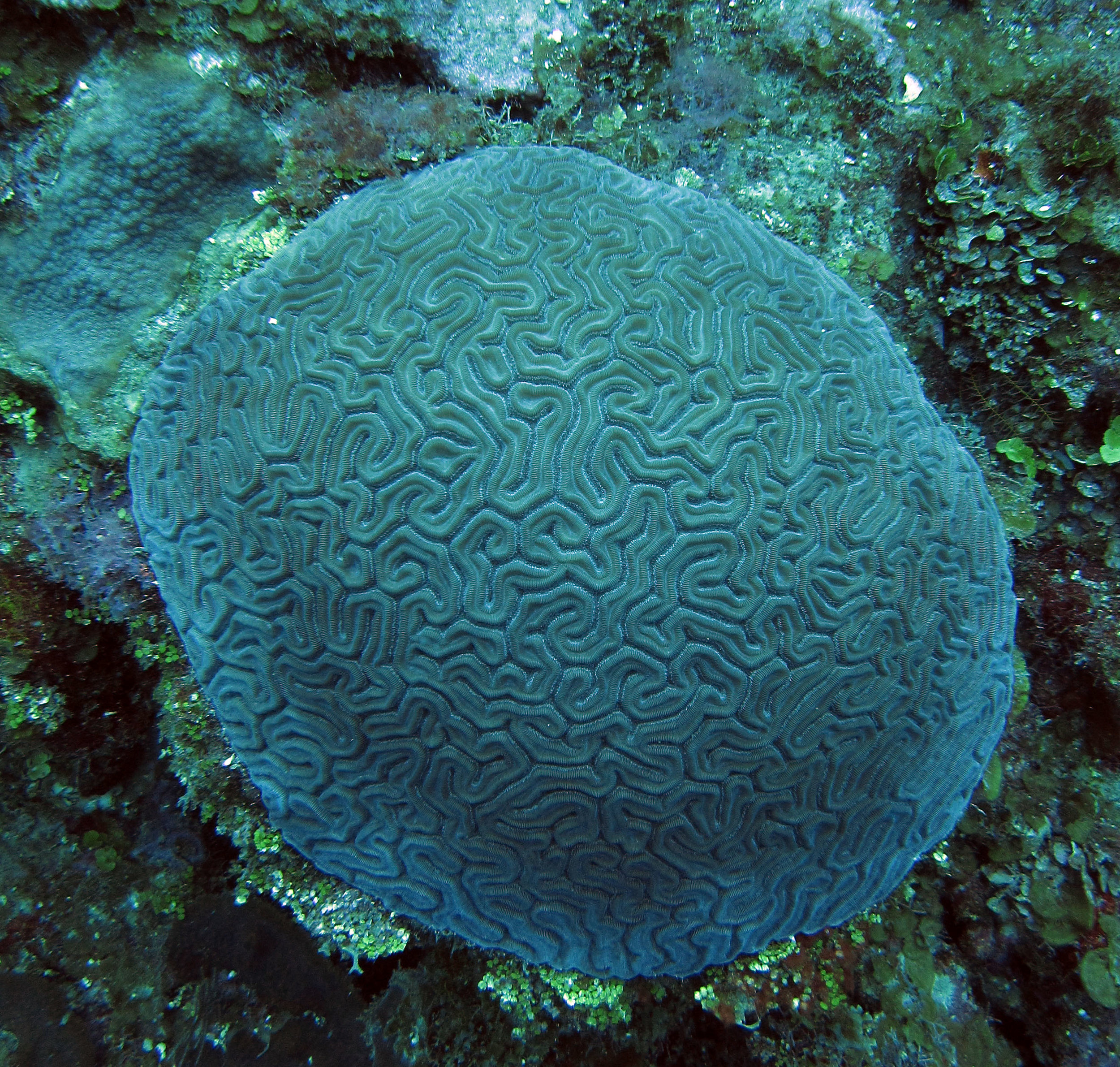brain coral 2.jpg