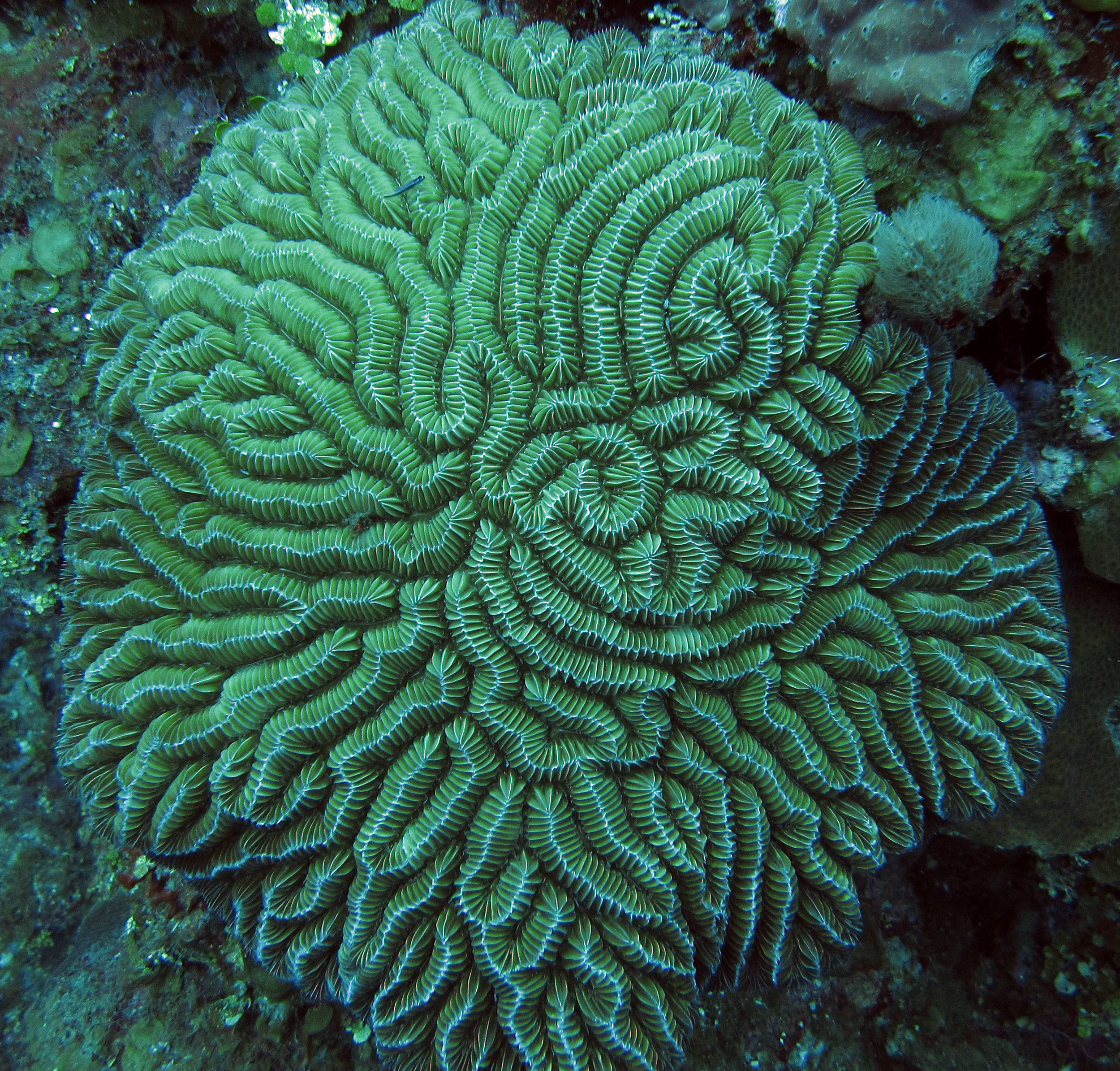 brain coral 3.jpg