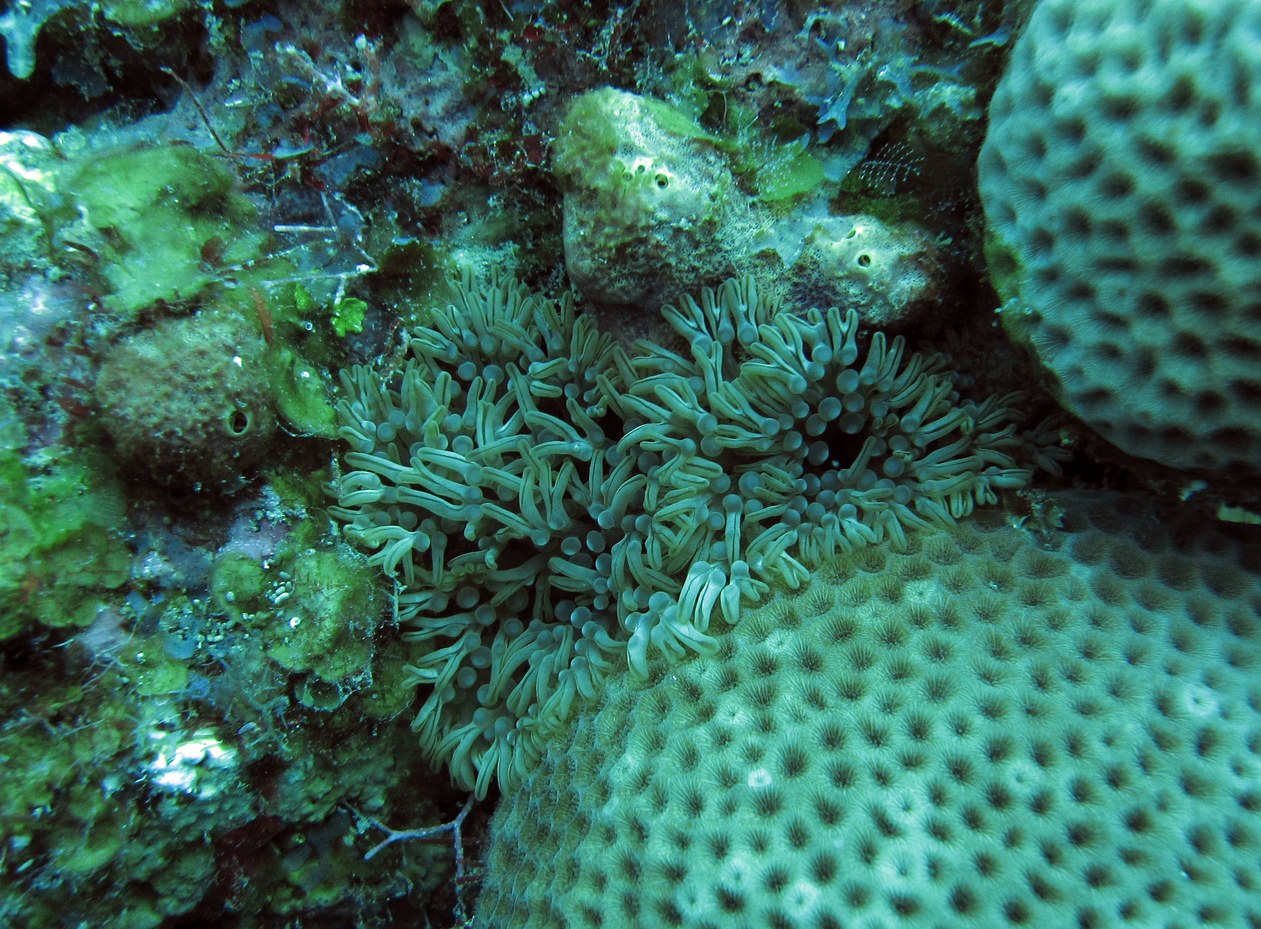 anemone 3.jpg