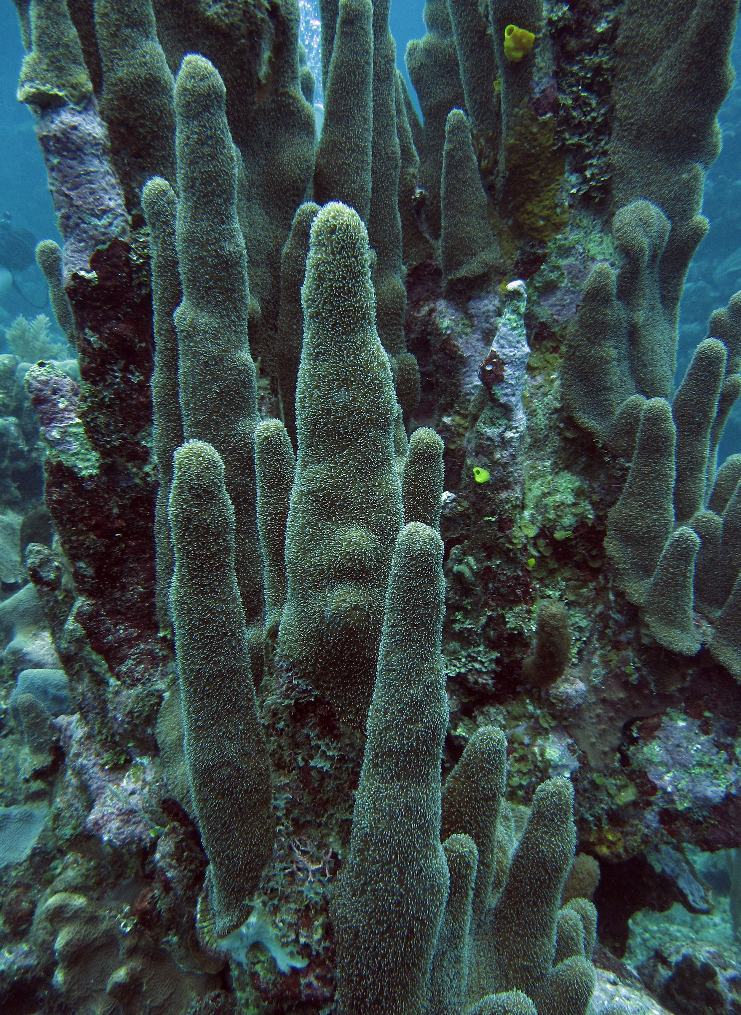 soft coral pillar.jpg