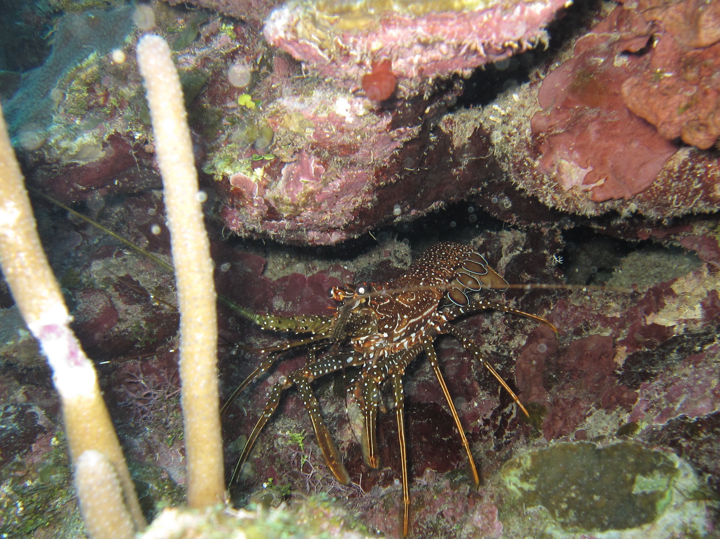 lobster 2.jpg