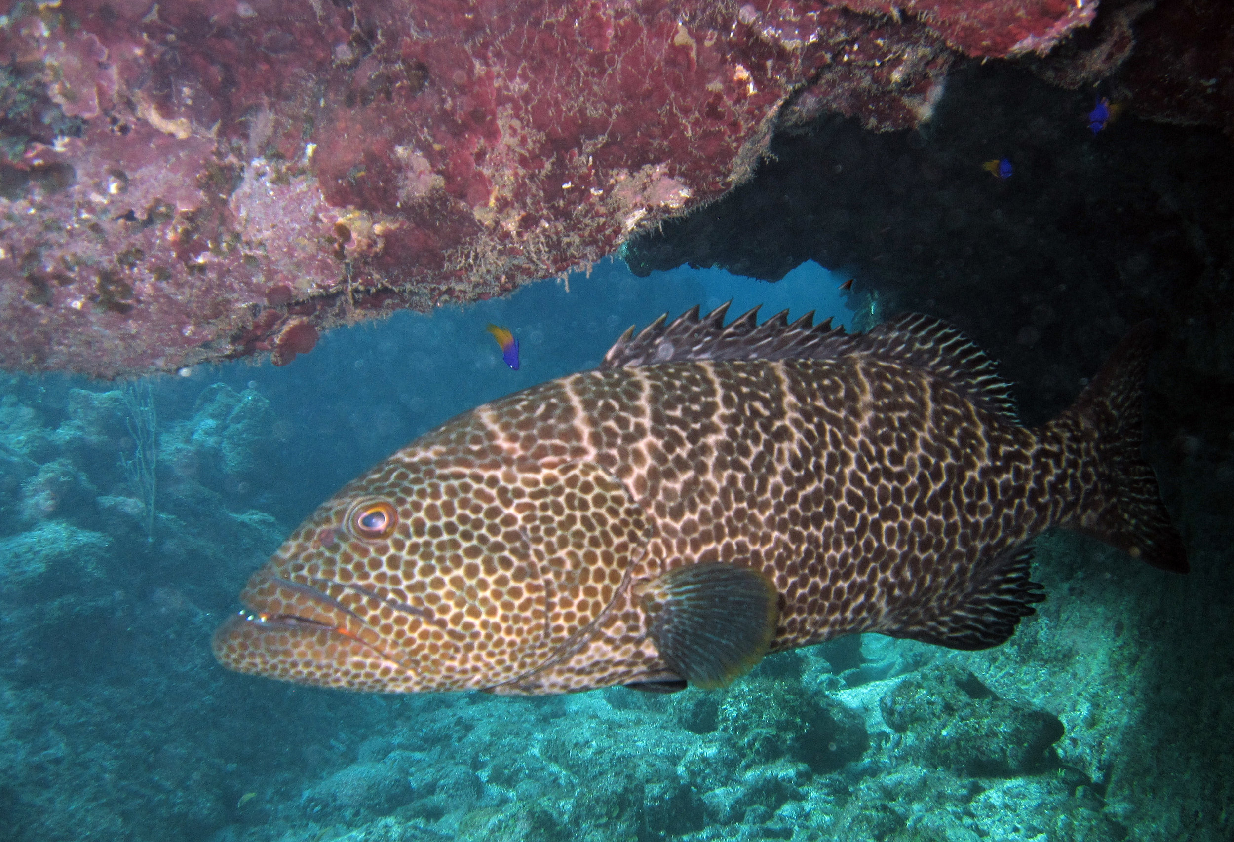 cave grouper.jpg