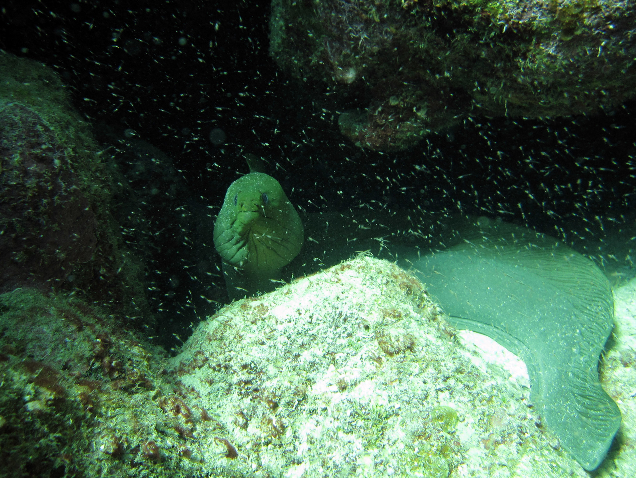 another great moray shot.jpg
