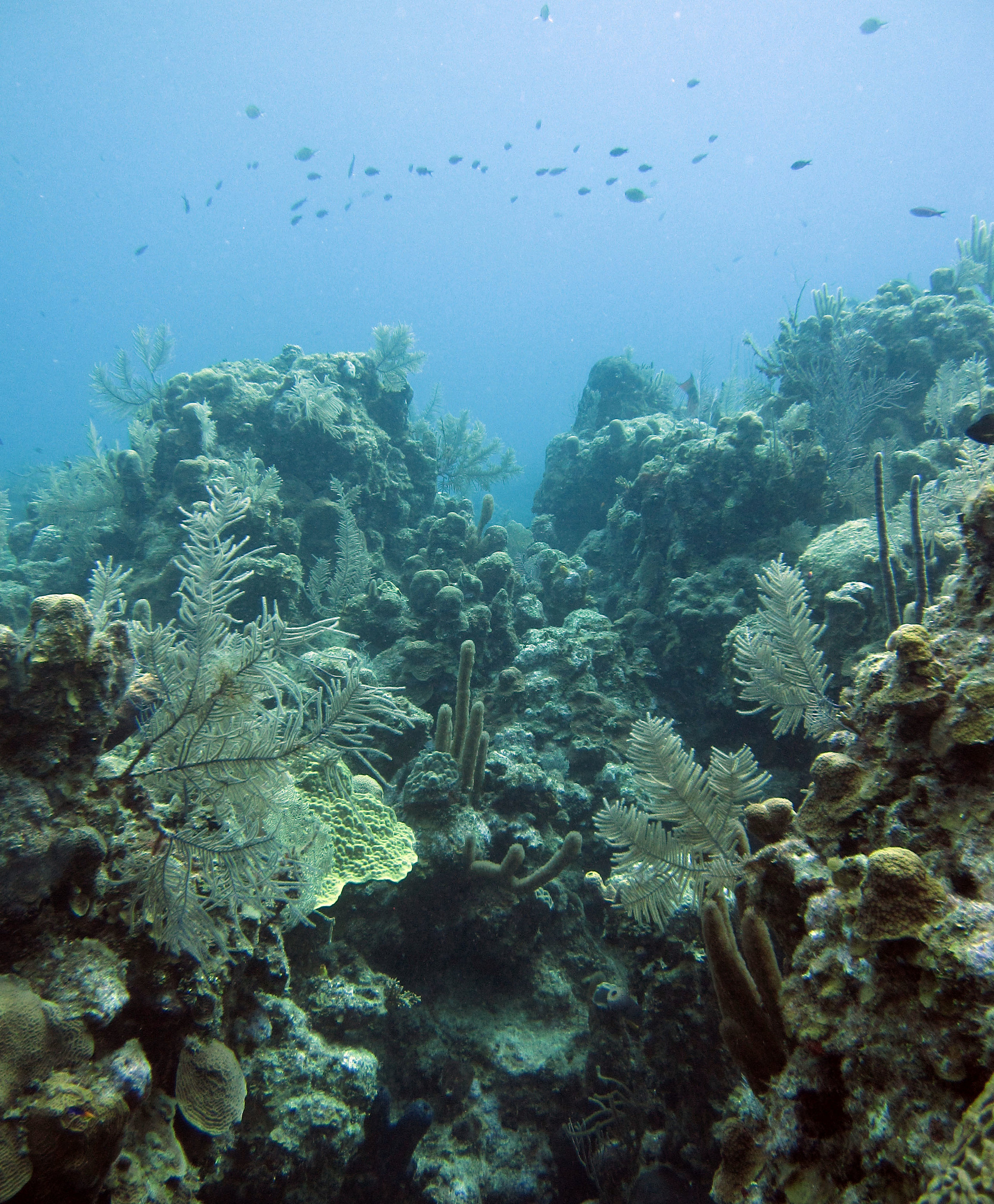 Mesoamerican barrier reef.jpg