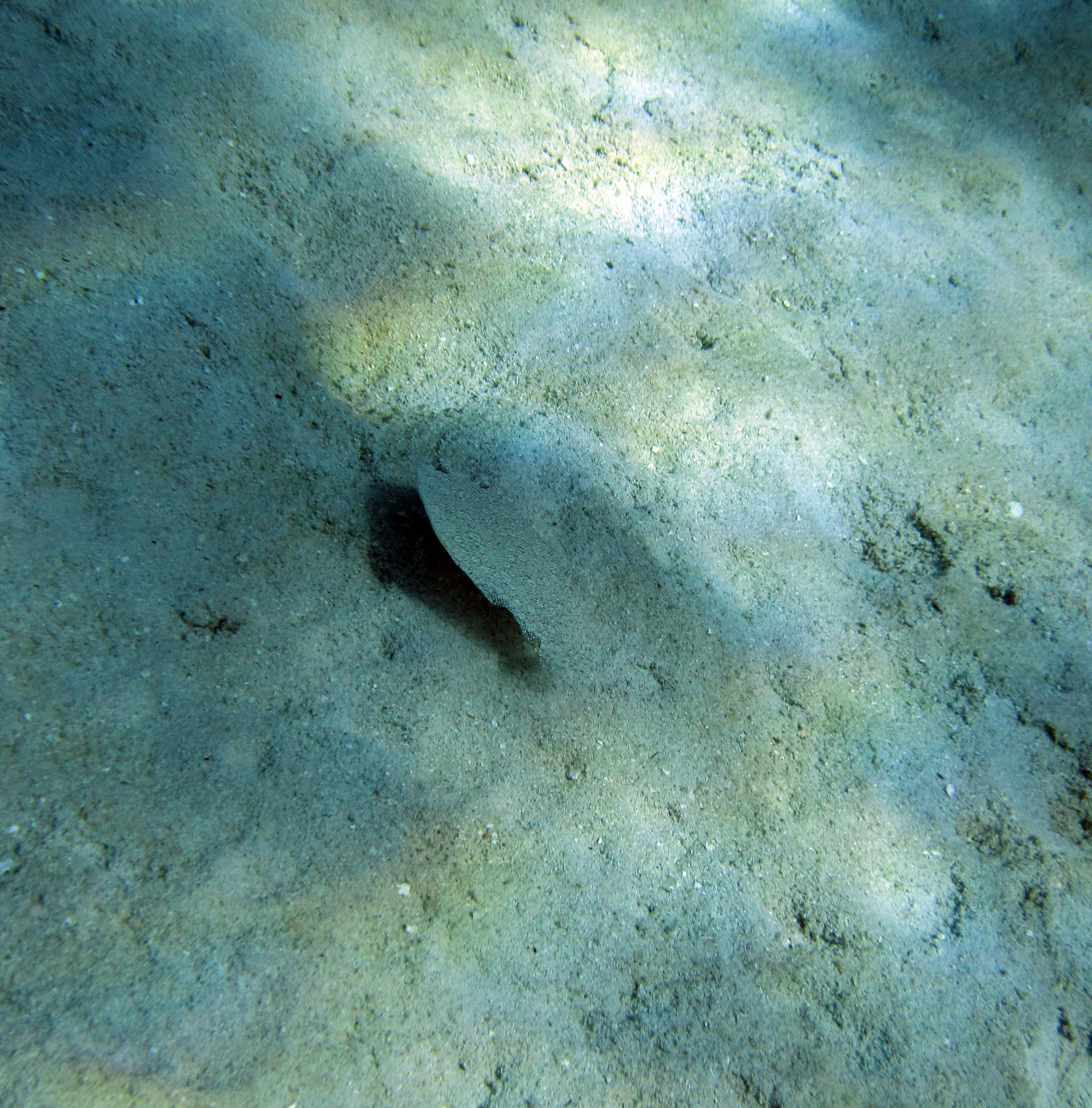 swimming flounder.jpg