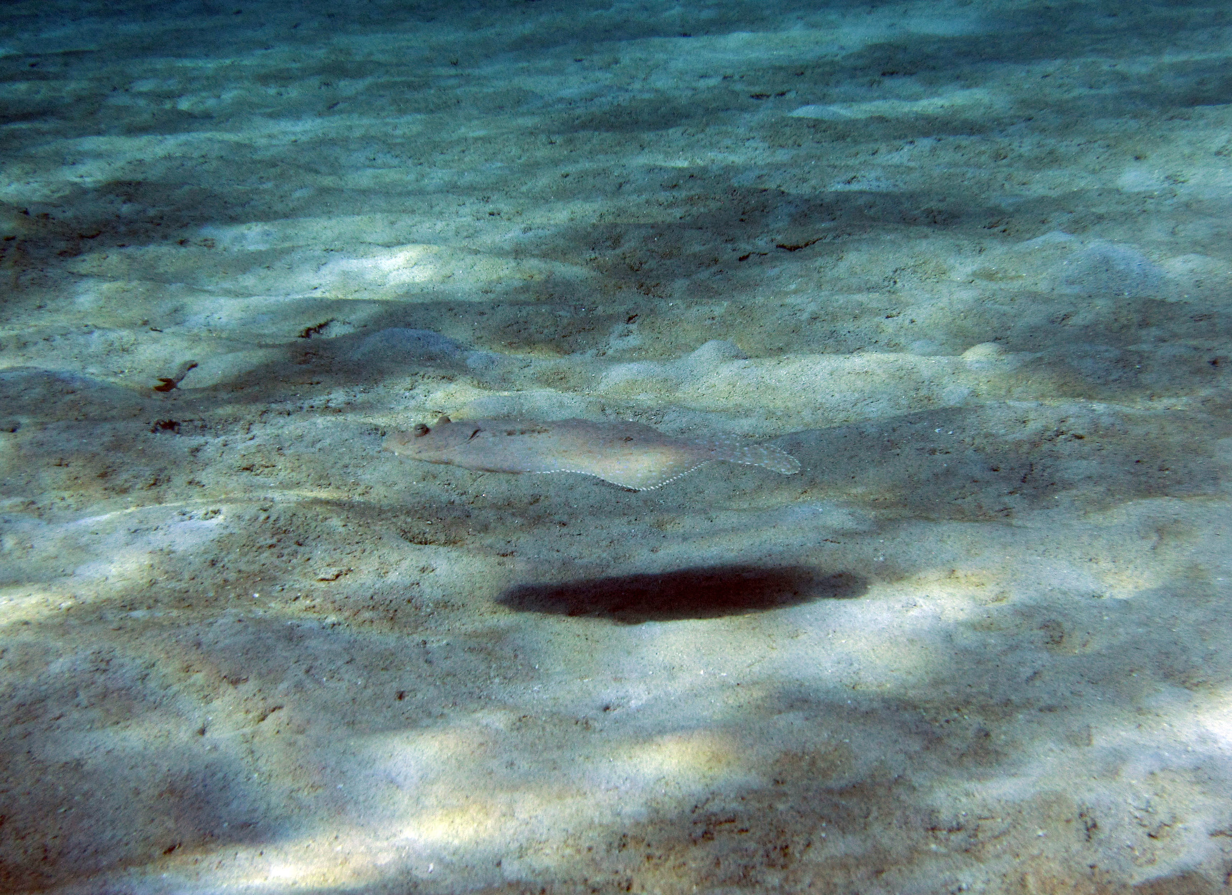 swimming flounder 2.jpg