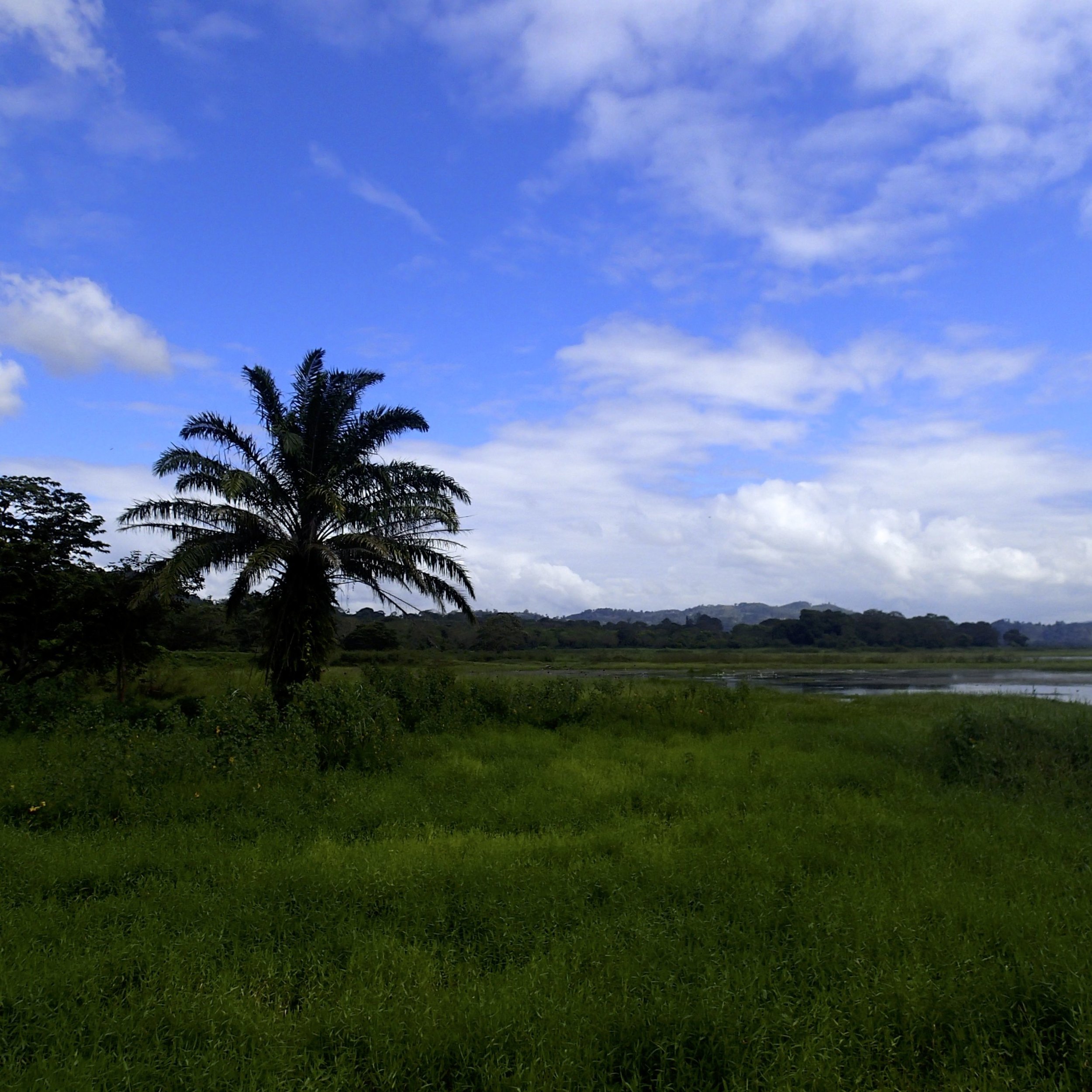 marsh near Lago de Yojoa.jpg
