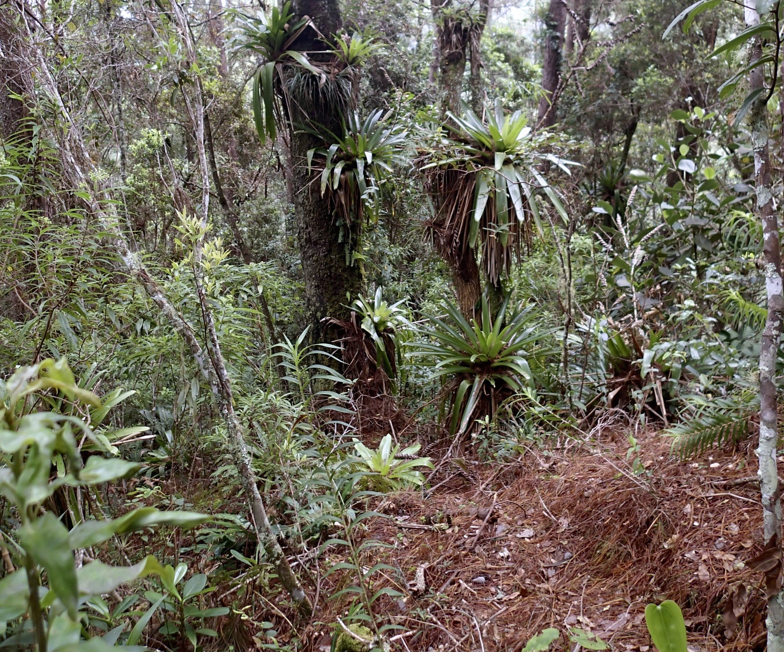 bromeliad forest.jpg
