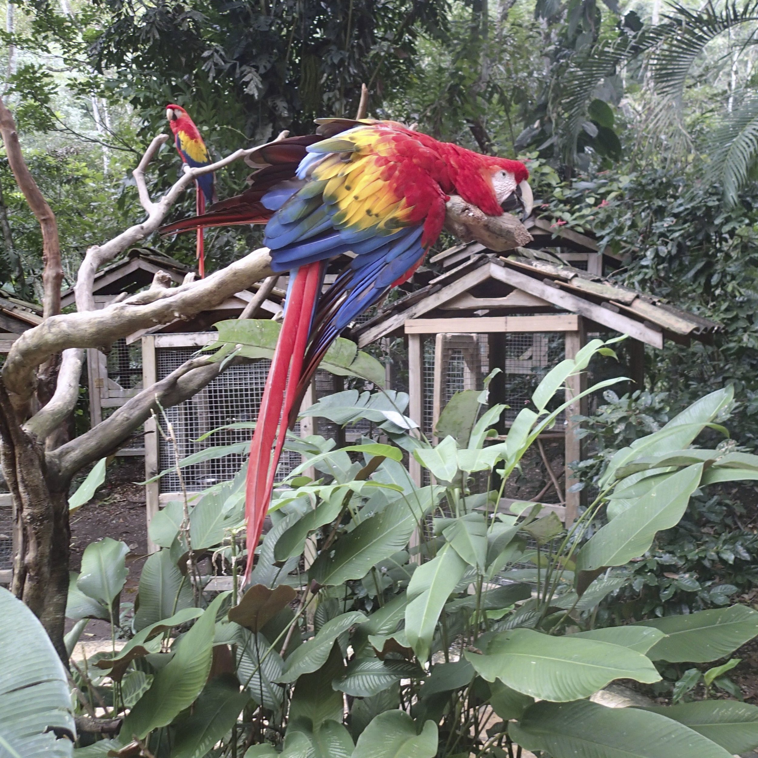 tired macaw.jpg