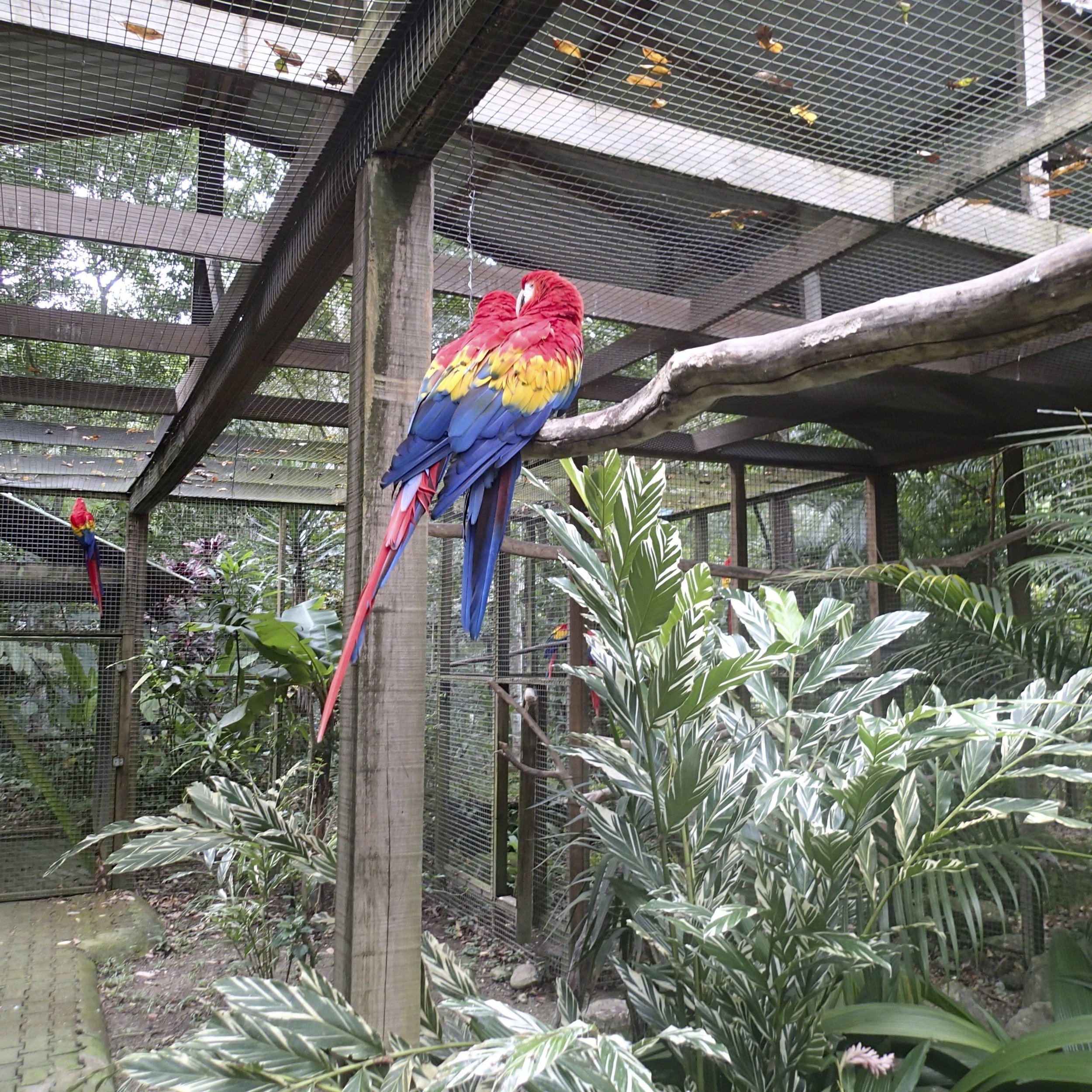 scarlet macaw.jpg