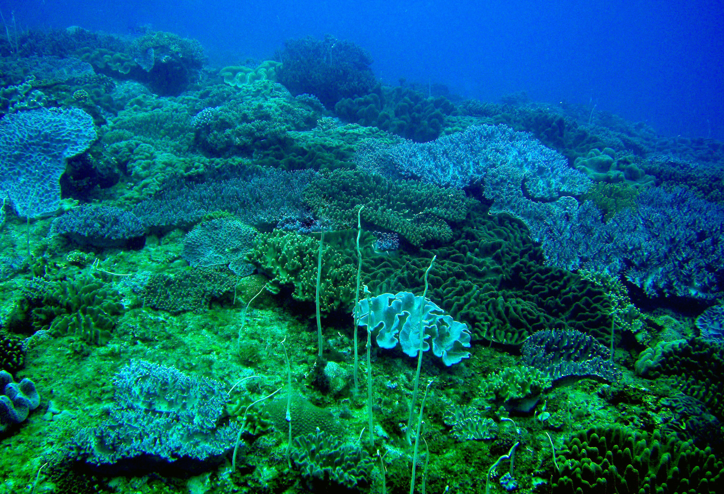 soft coral haven.jpg