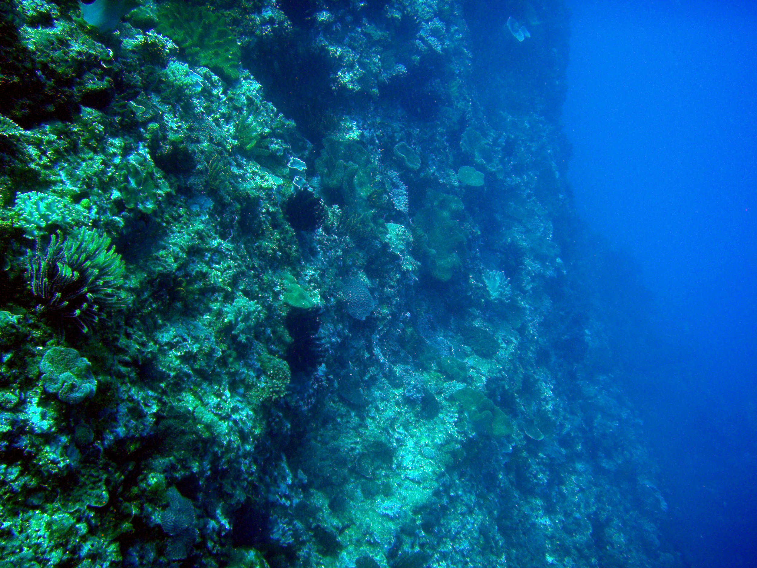 wall dive in nanwan bay.jpg