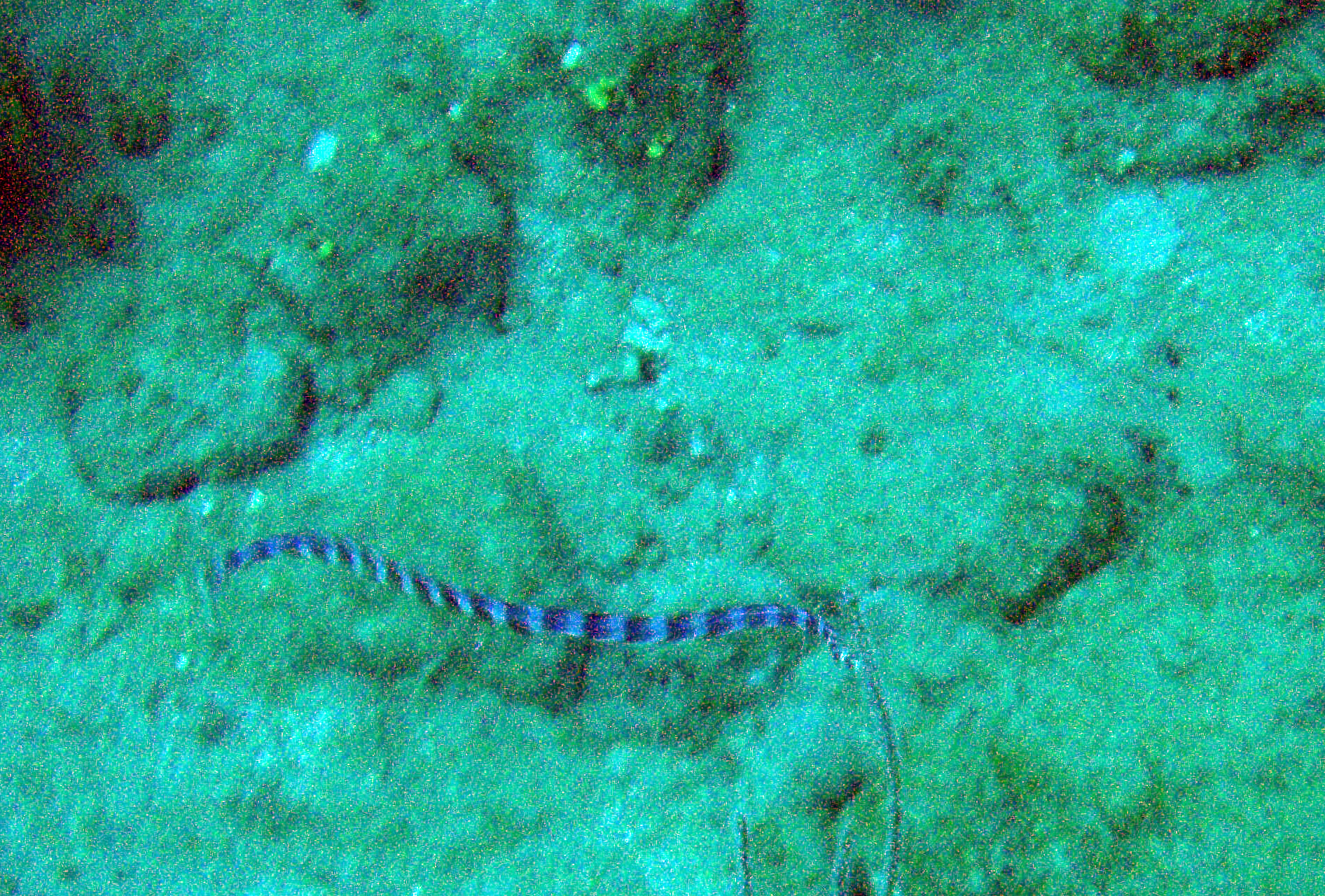 sea snake.jpg