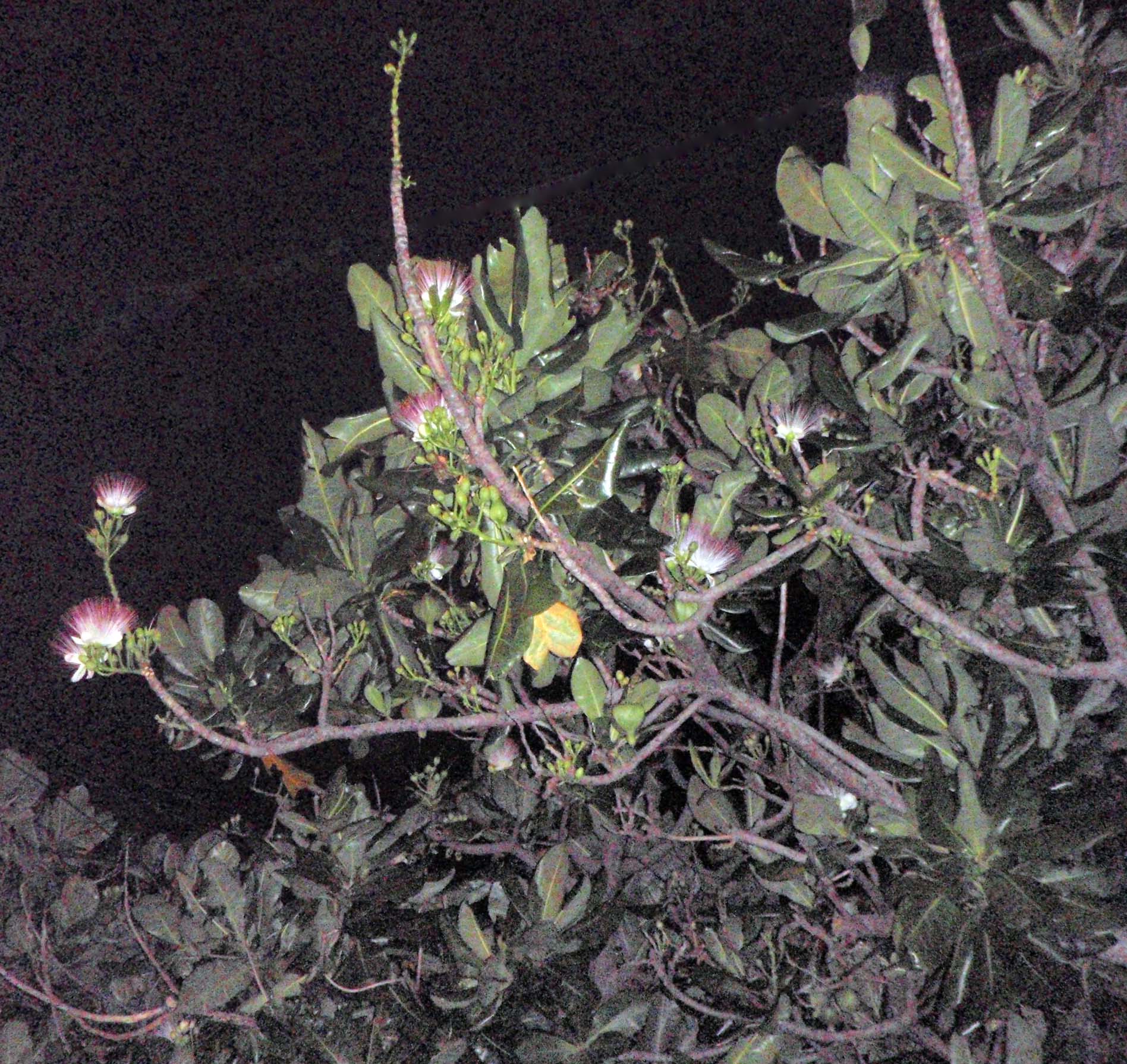 Kenting night flowers.jpg