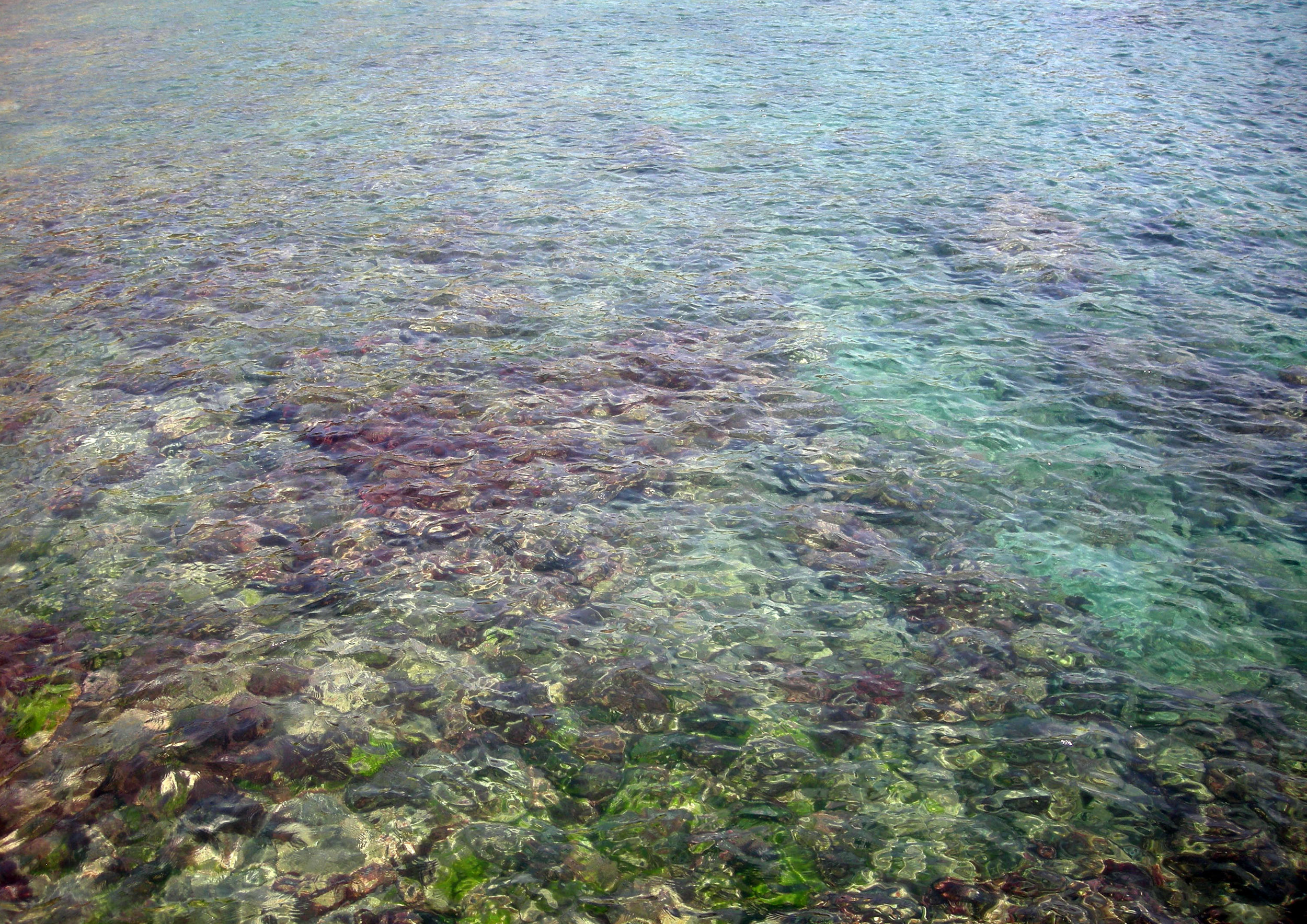 CCA reef.jpg