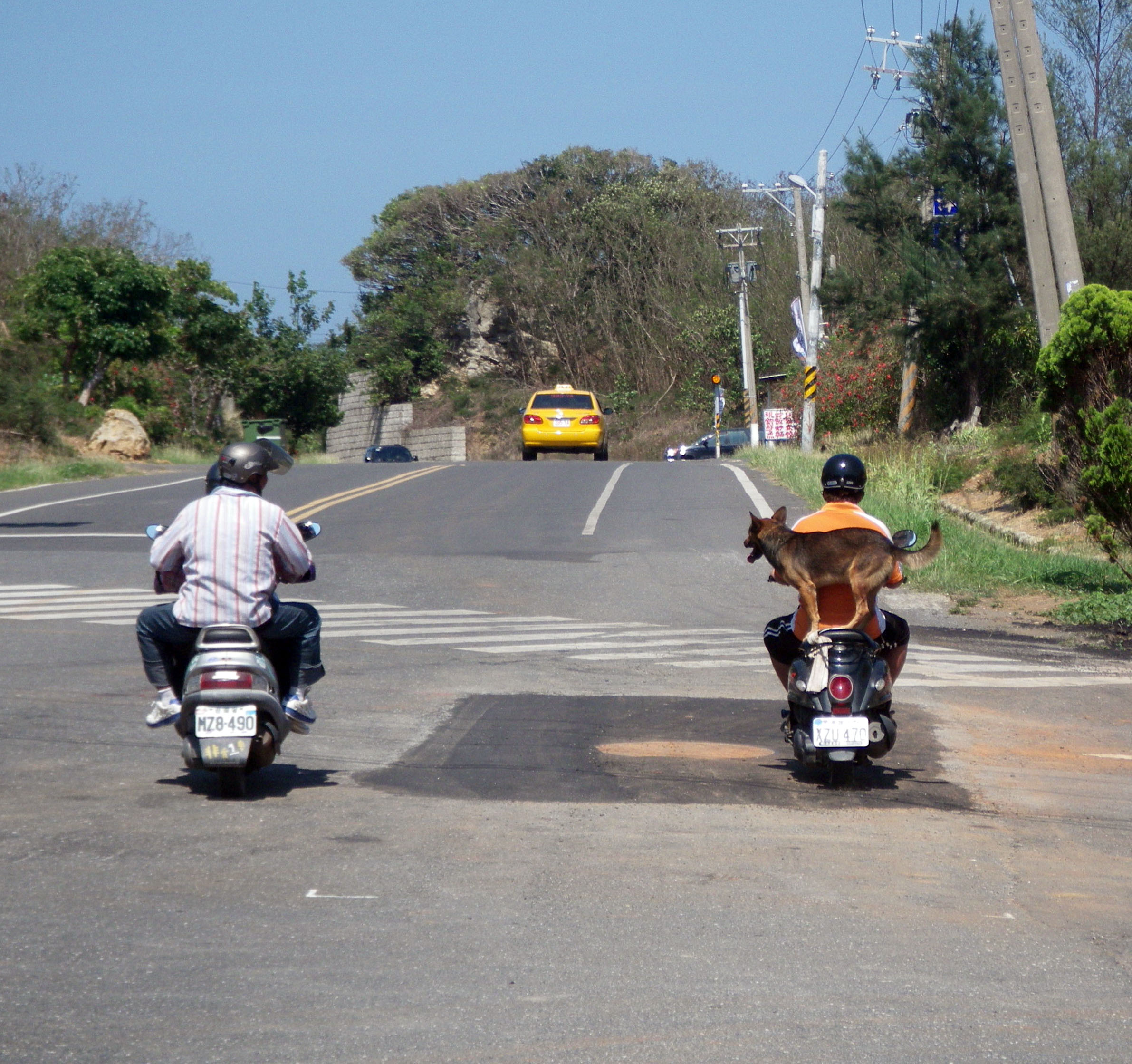 dog on a moped.jpg