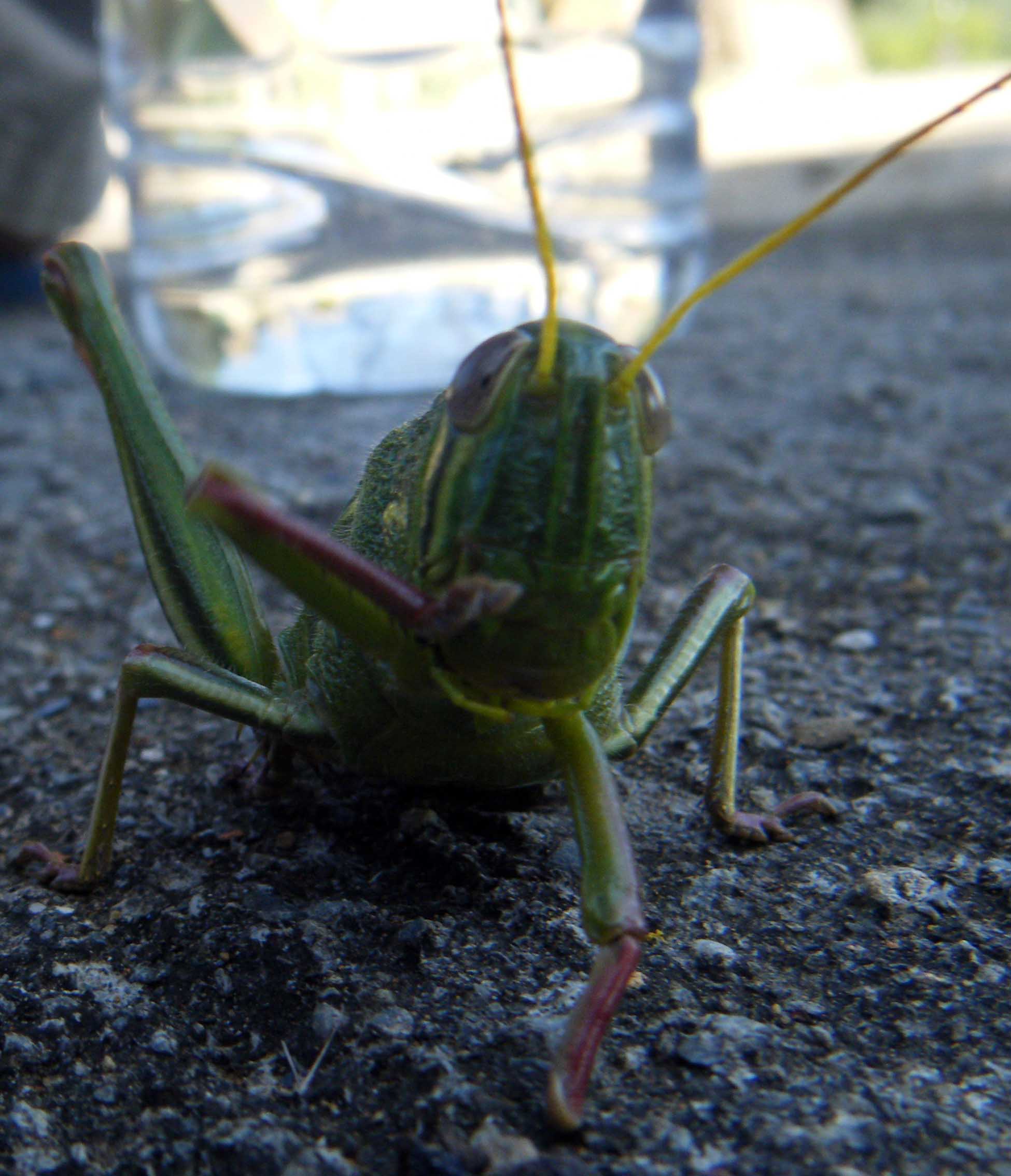 giant grasshopper.jpg