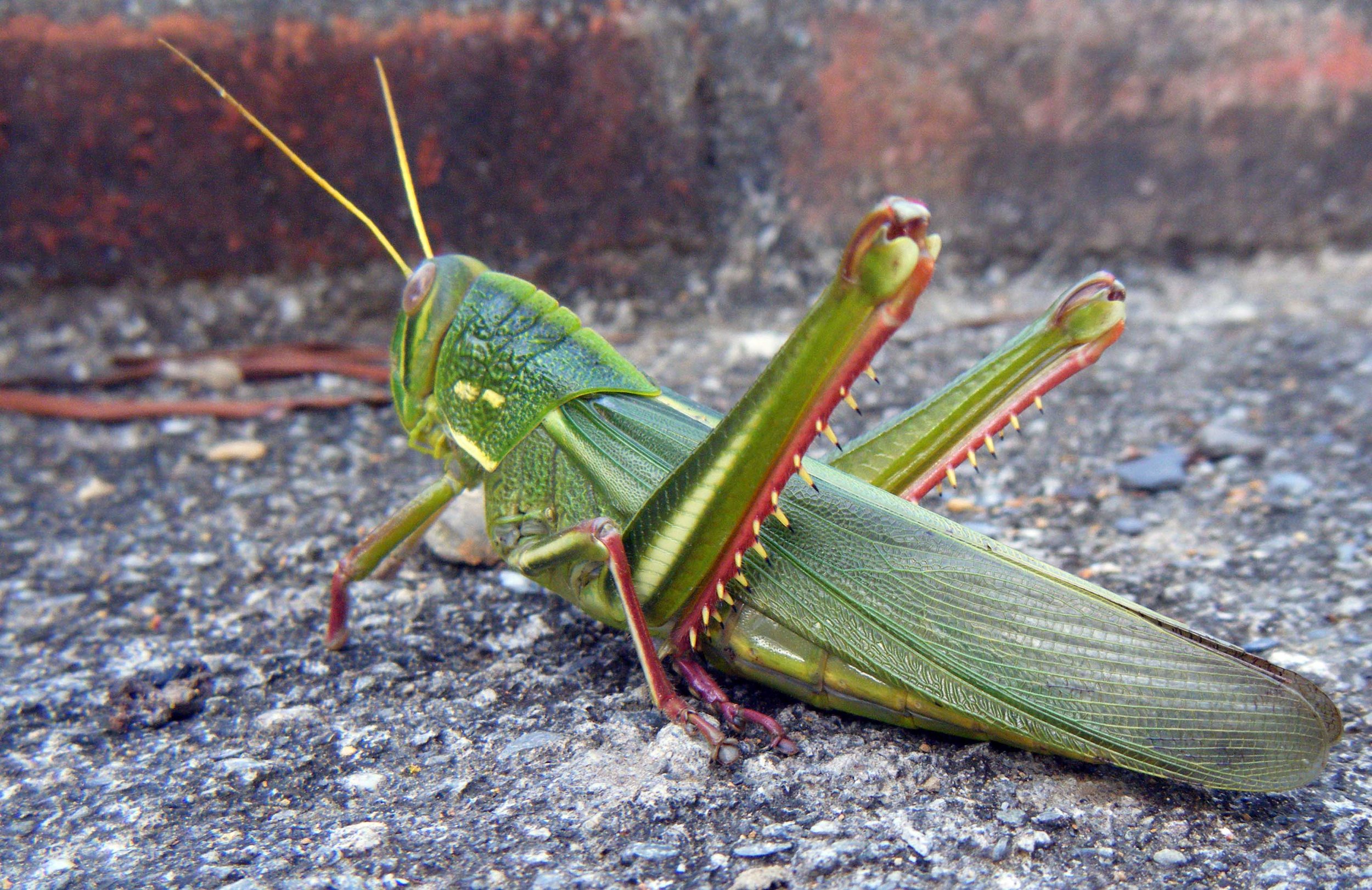 grasshopper.jpg