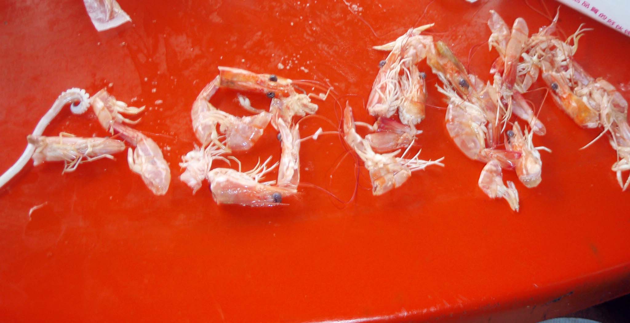 fun with shrimp carcasses.jpg