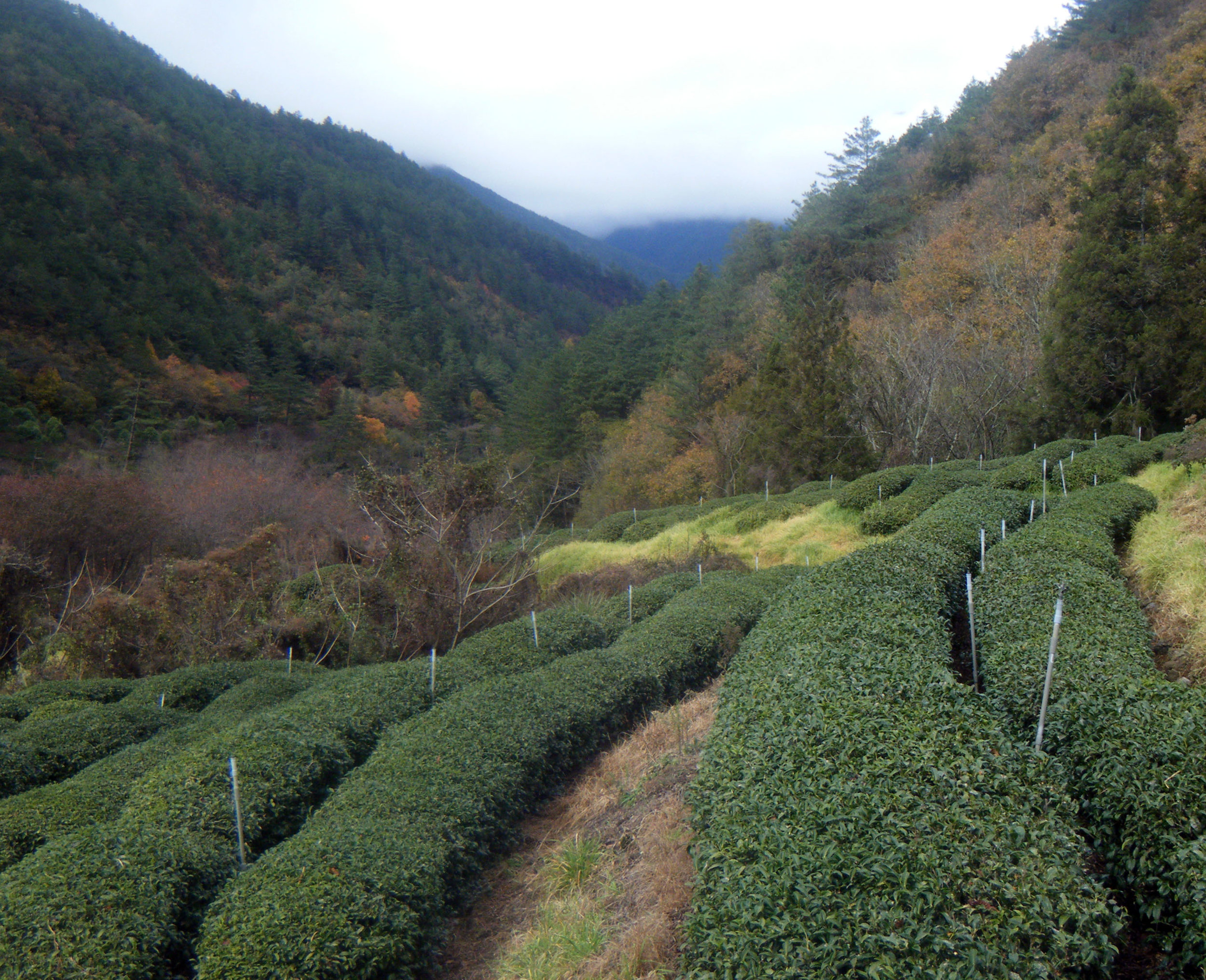 Wuling tea fields.jpg