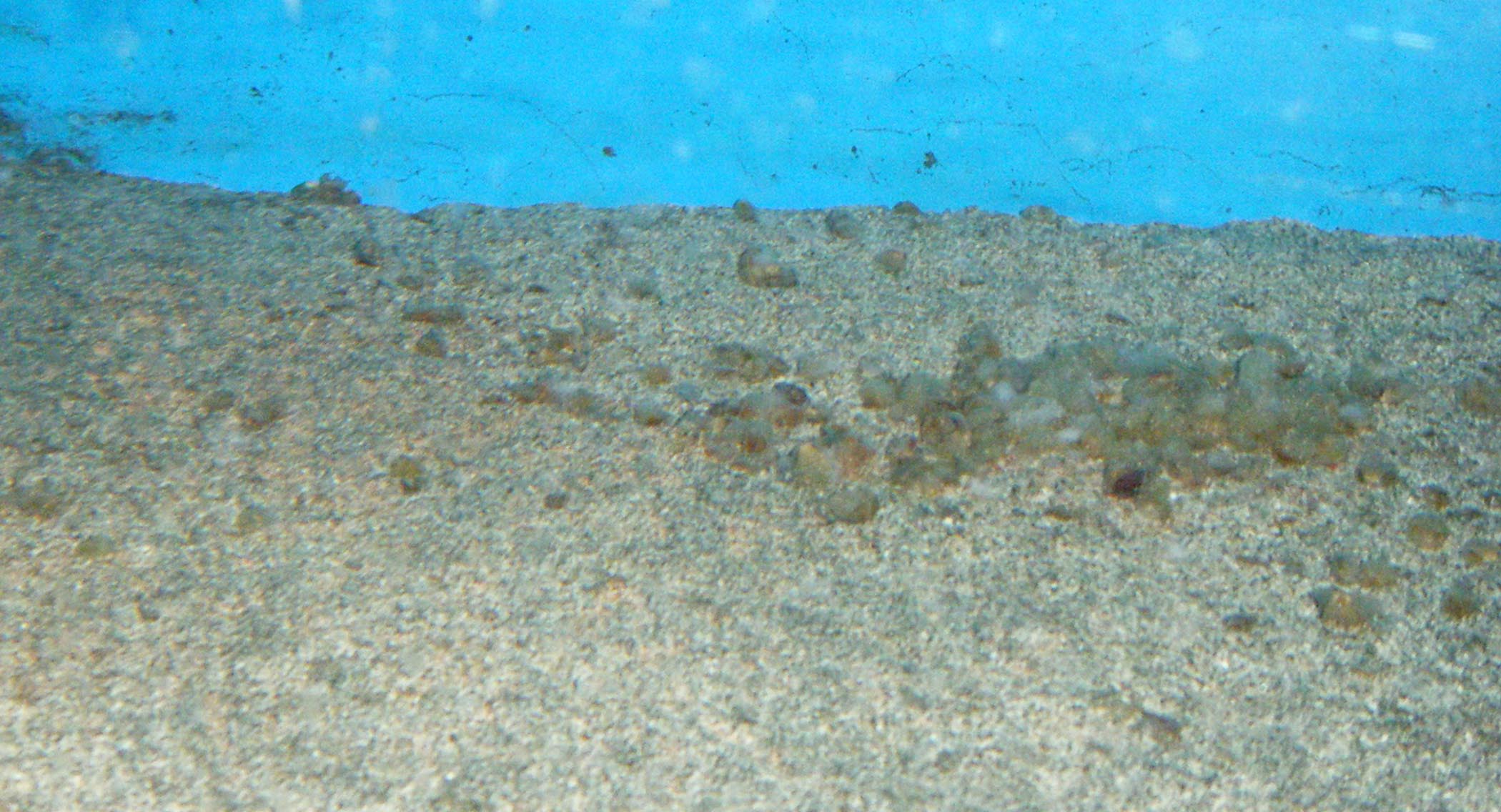 baby horseshoe crab molts.jpg