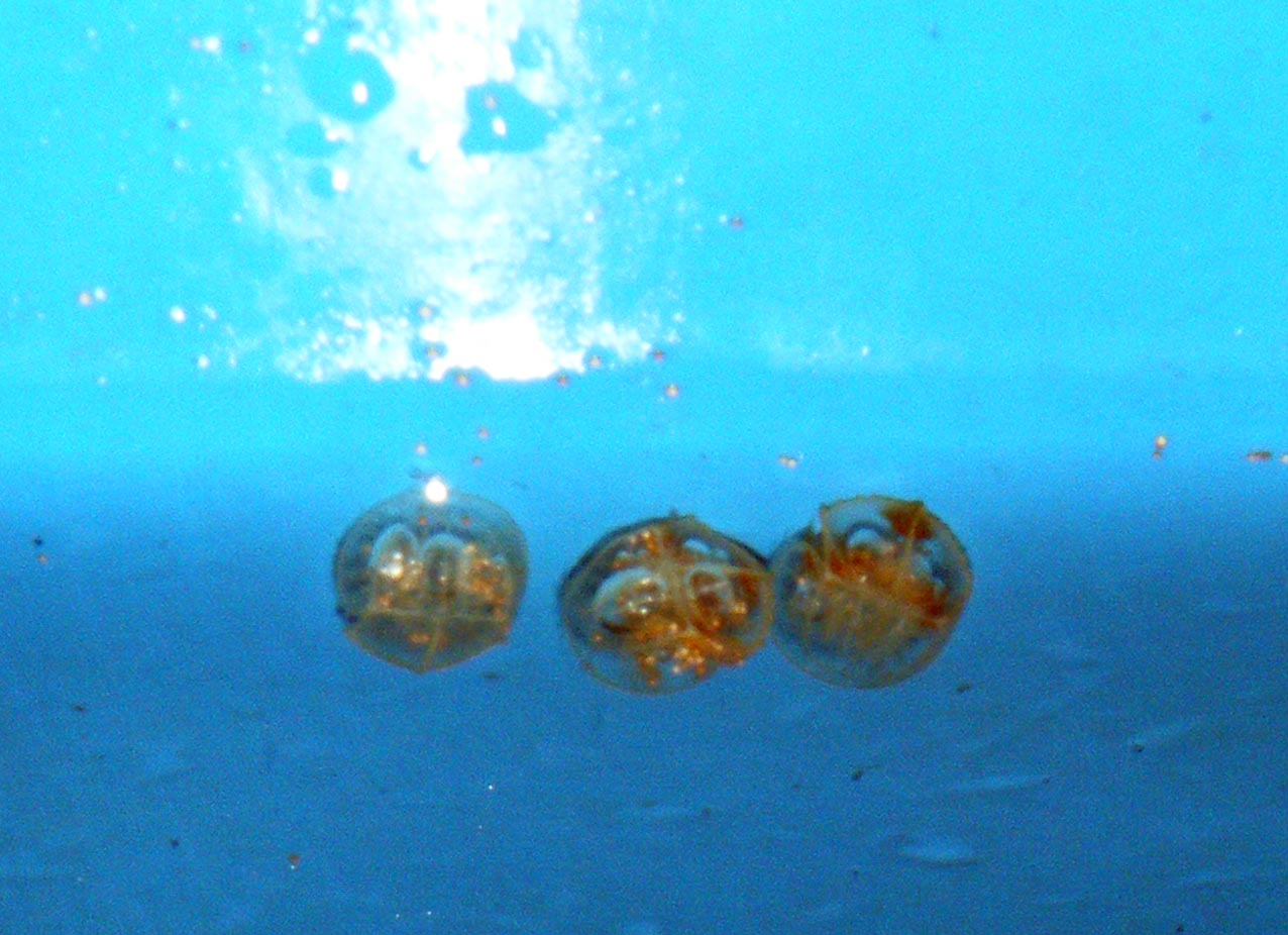 baby horseshoe crabs.jpg