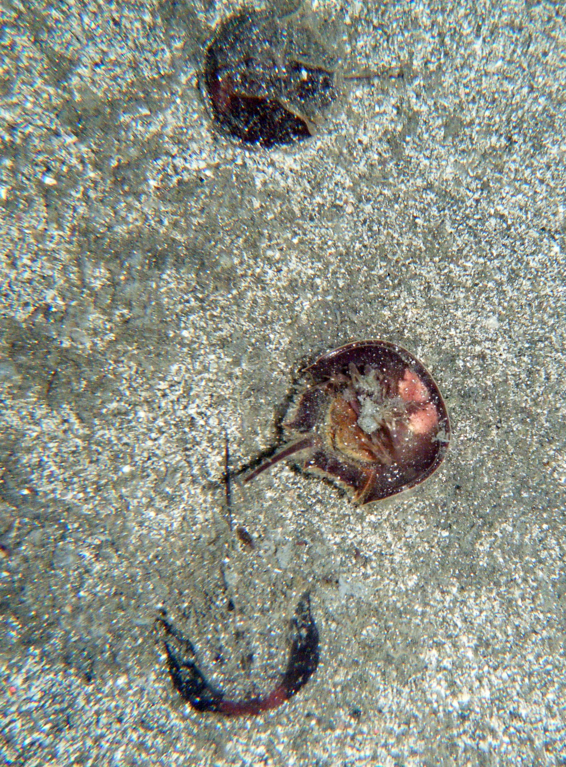 cultured horseshoe crabs.jpg