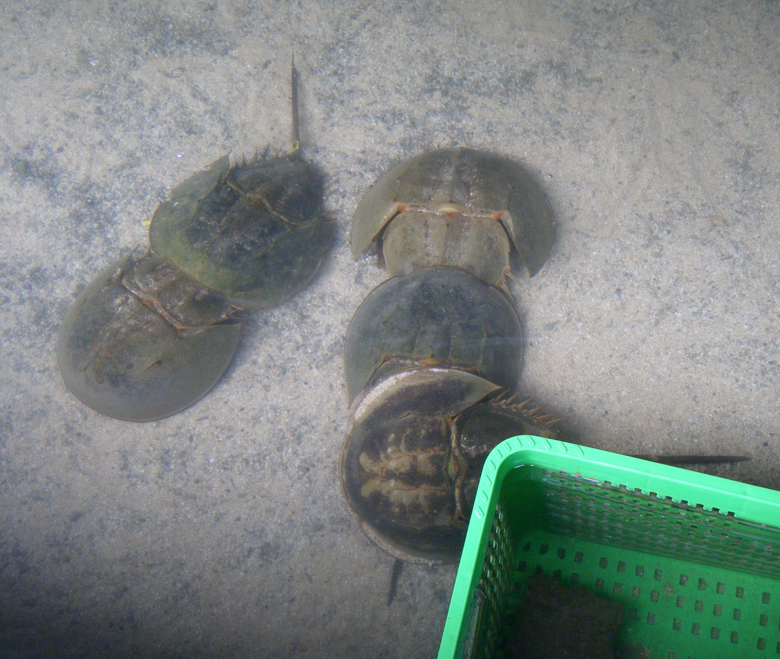 horseshoe crab orgy.jpg