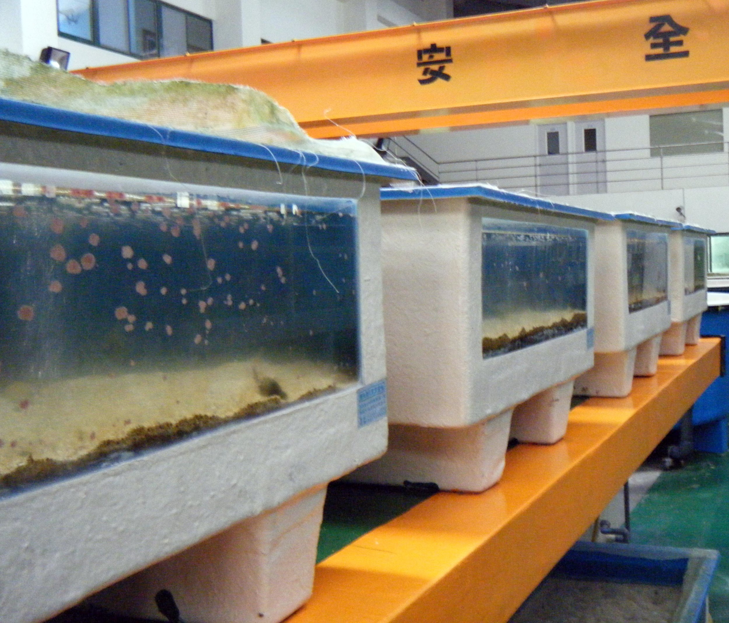 Penghu mariculture facility.jpg
