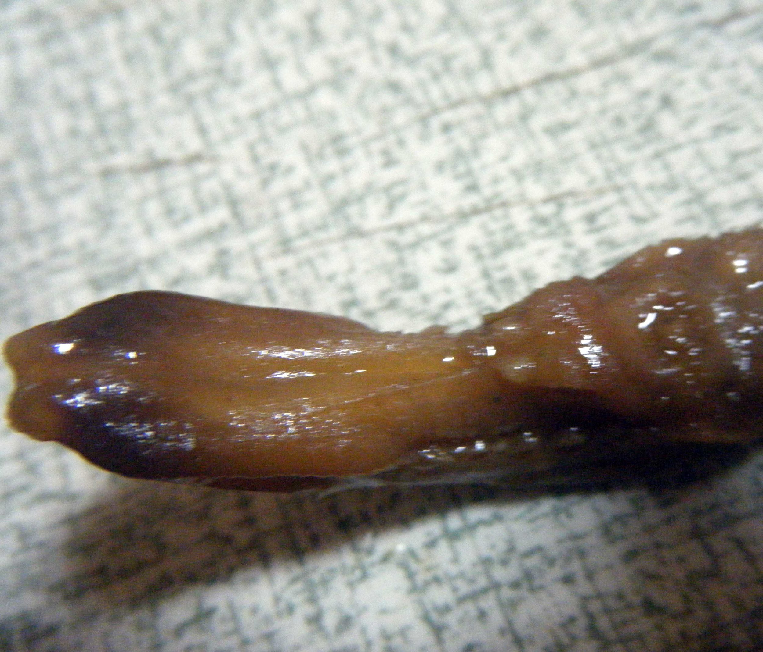 duck tongue.jpg