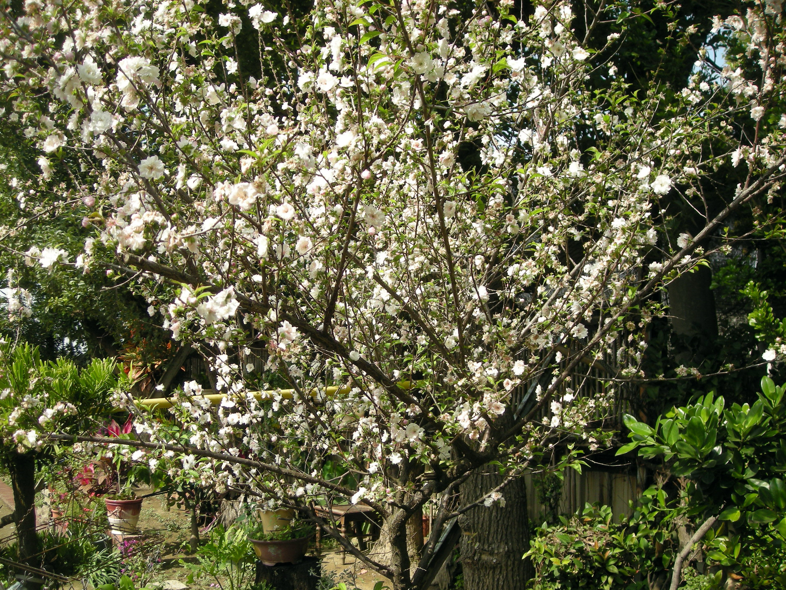 Taiwan's national tree.jpg