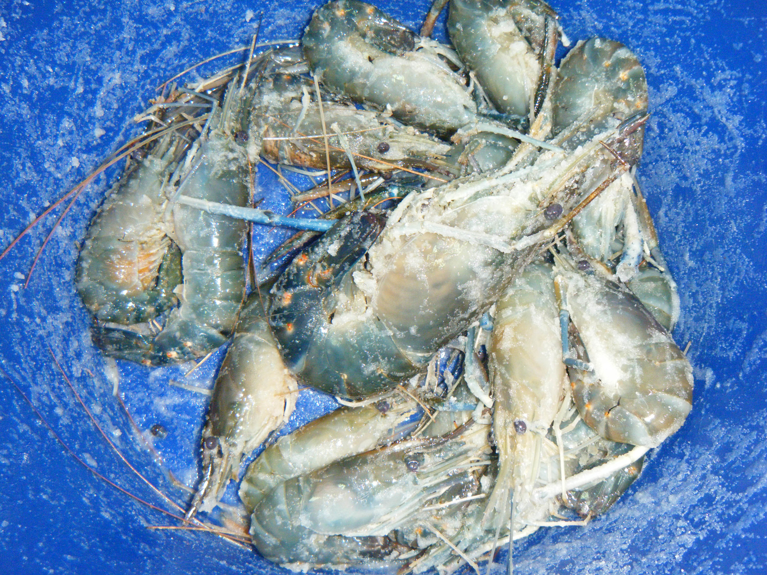 salted shrimp bucket.jpg