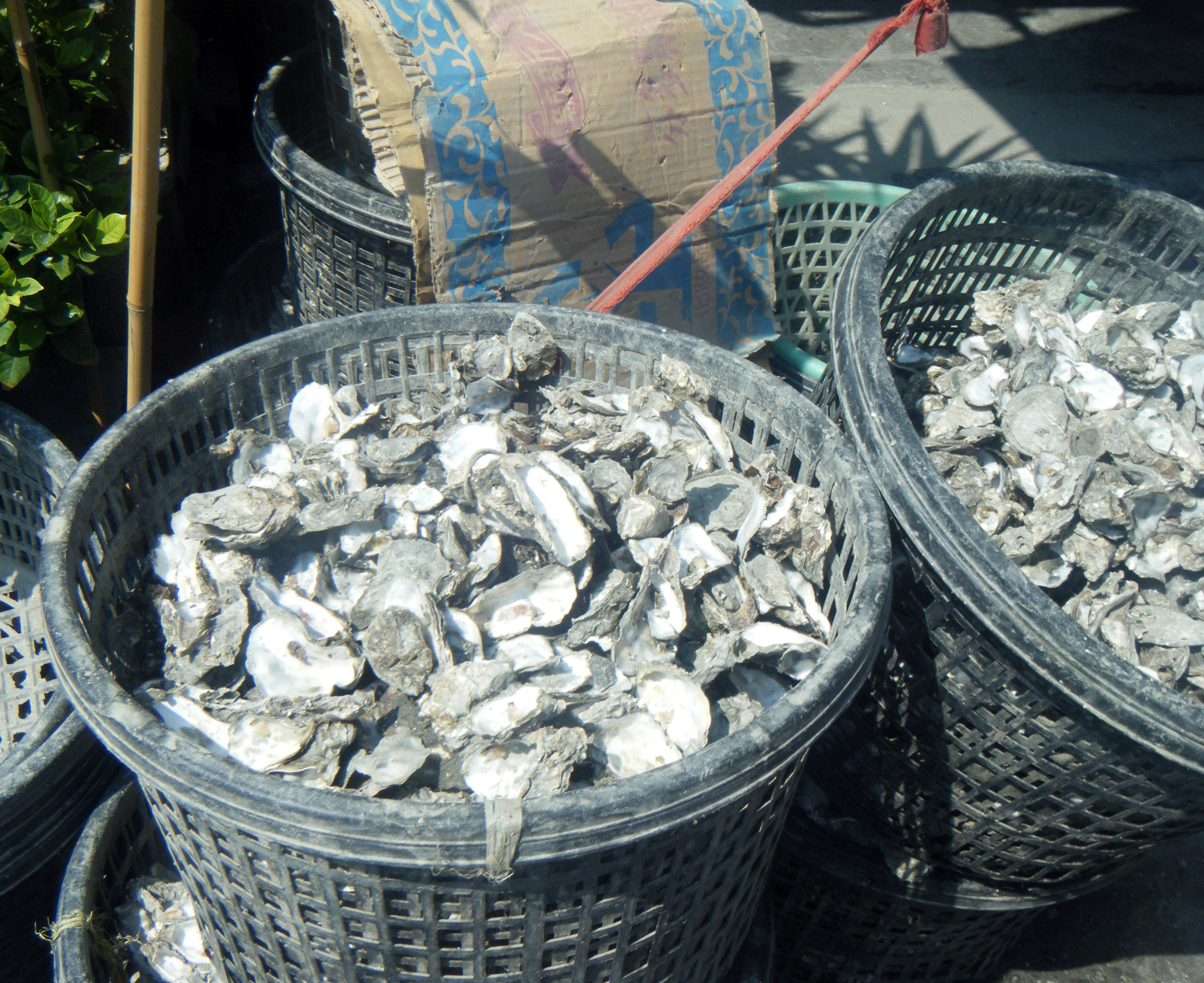 oyster bins.jpg