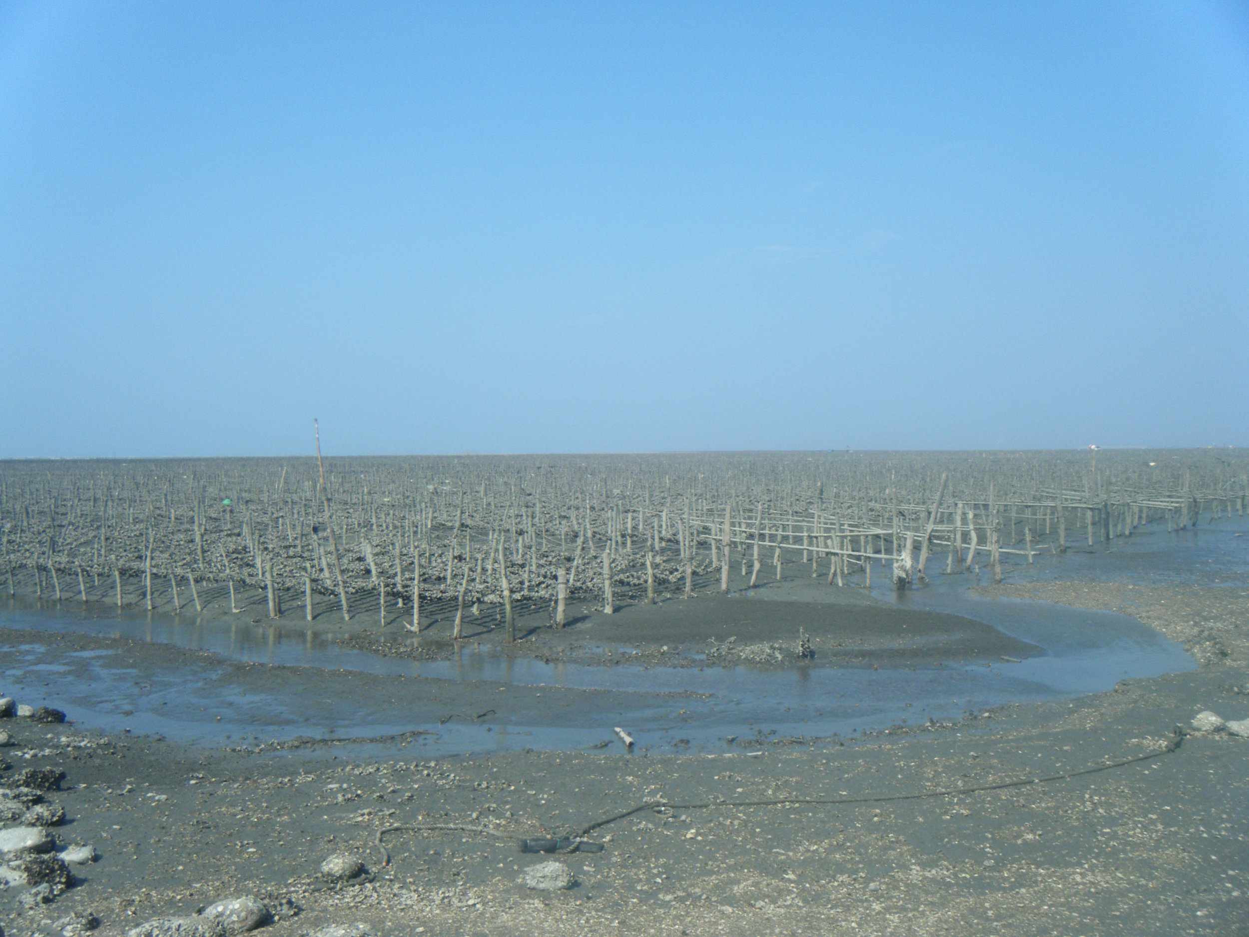 oyster fields 10-22-11.jpg