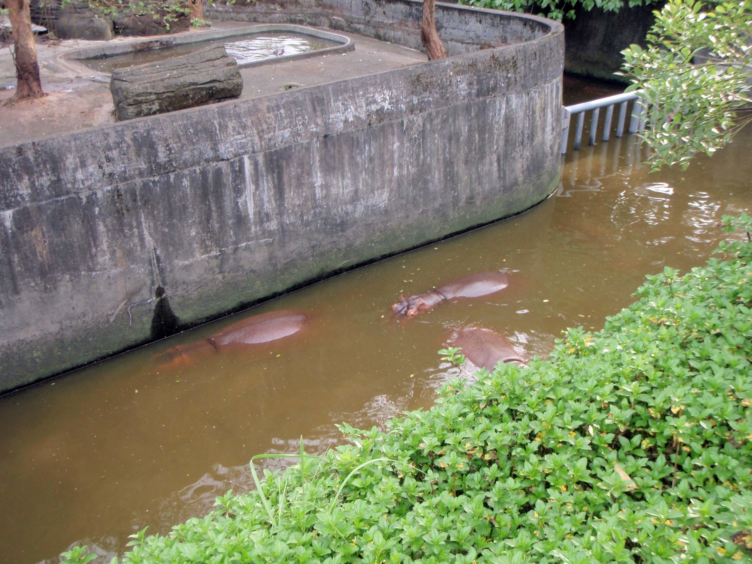 the hippo corner.jpg