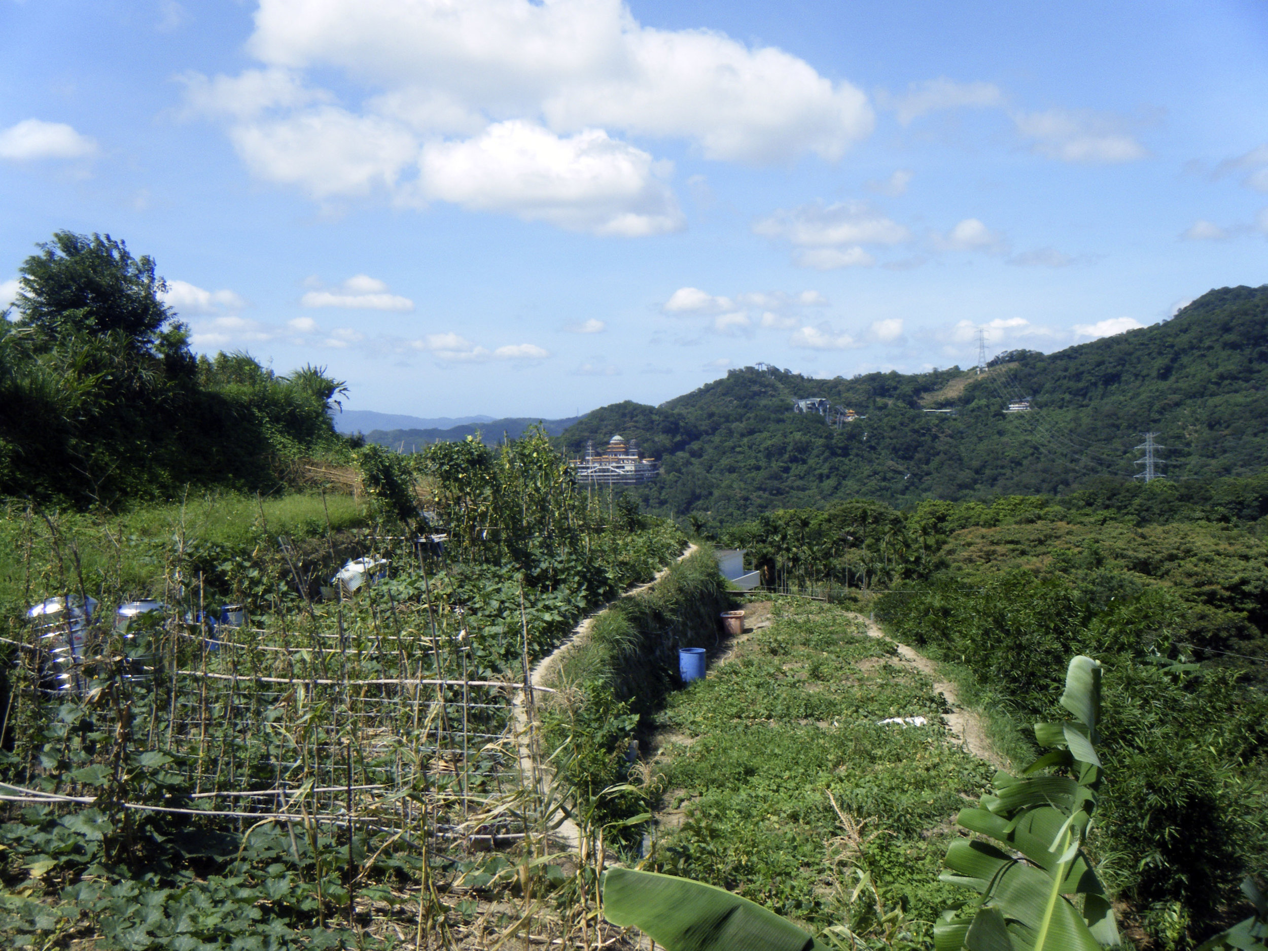 Maokong tea fields.jpg