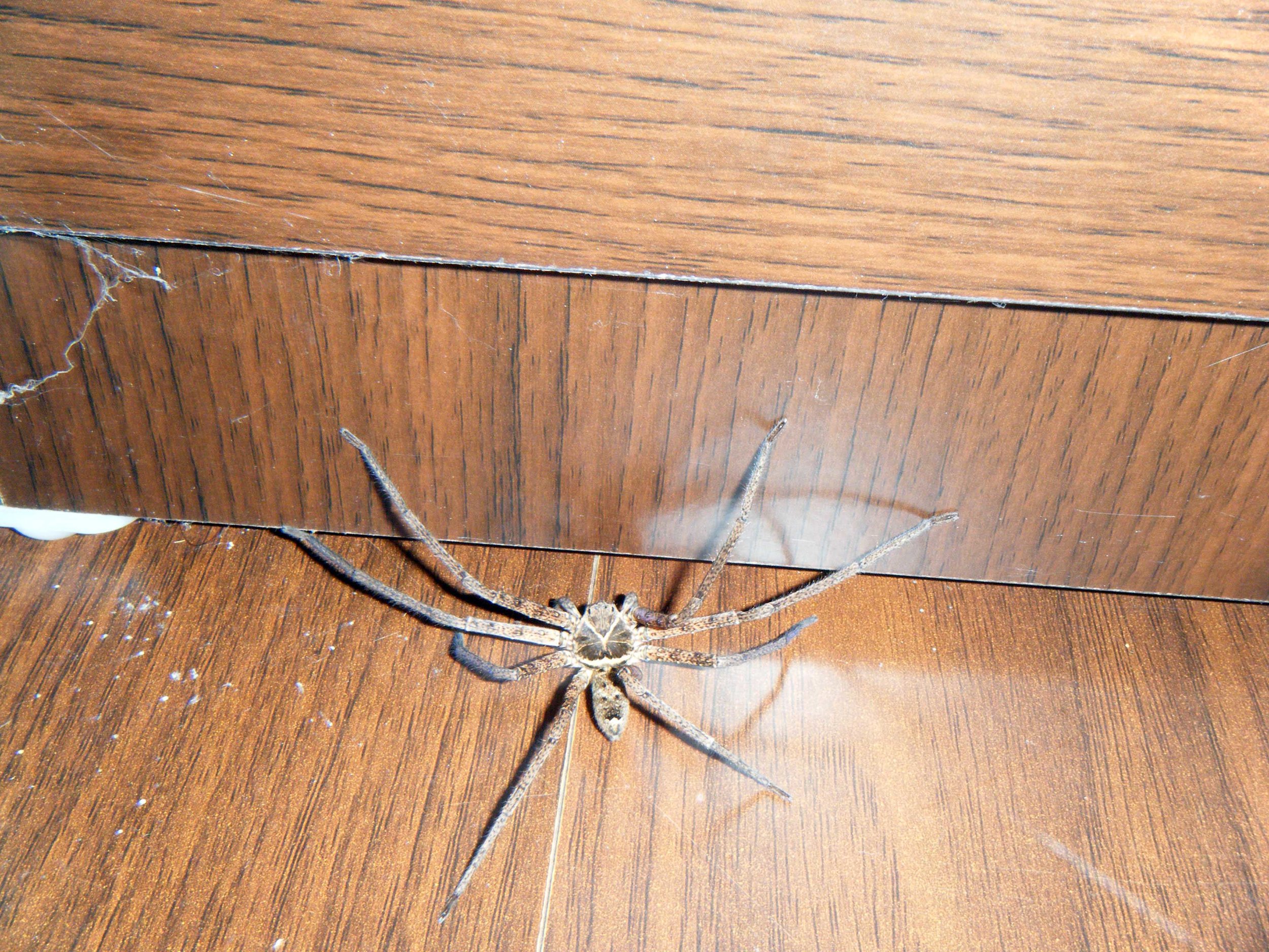 giant spider Mataian.jpg