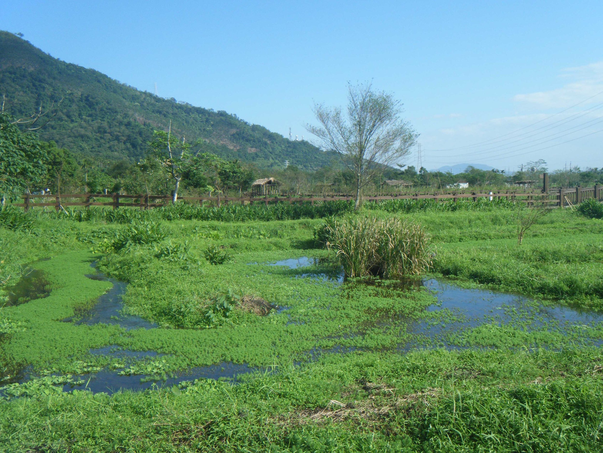 Mataian wetlands.jpg