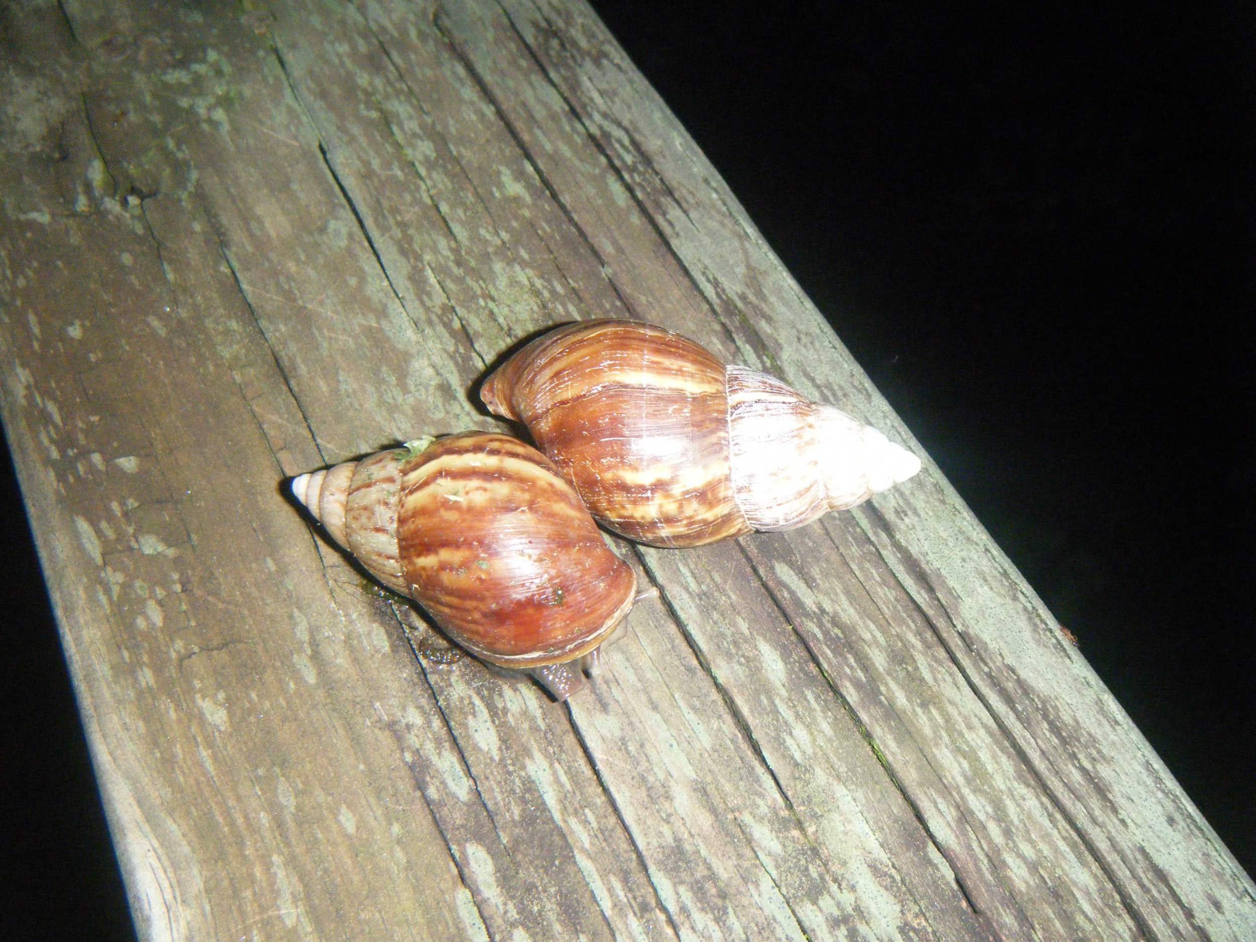 night snail action.jpg