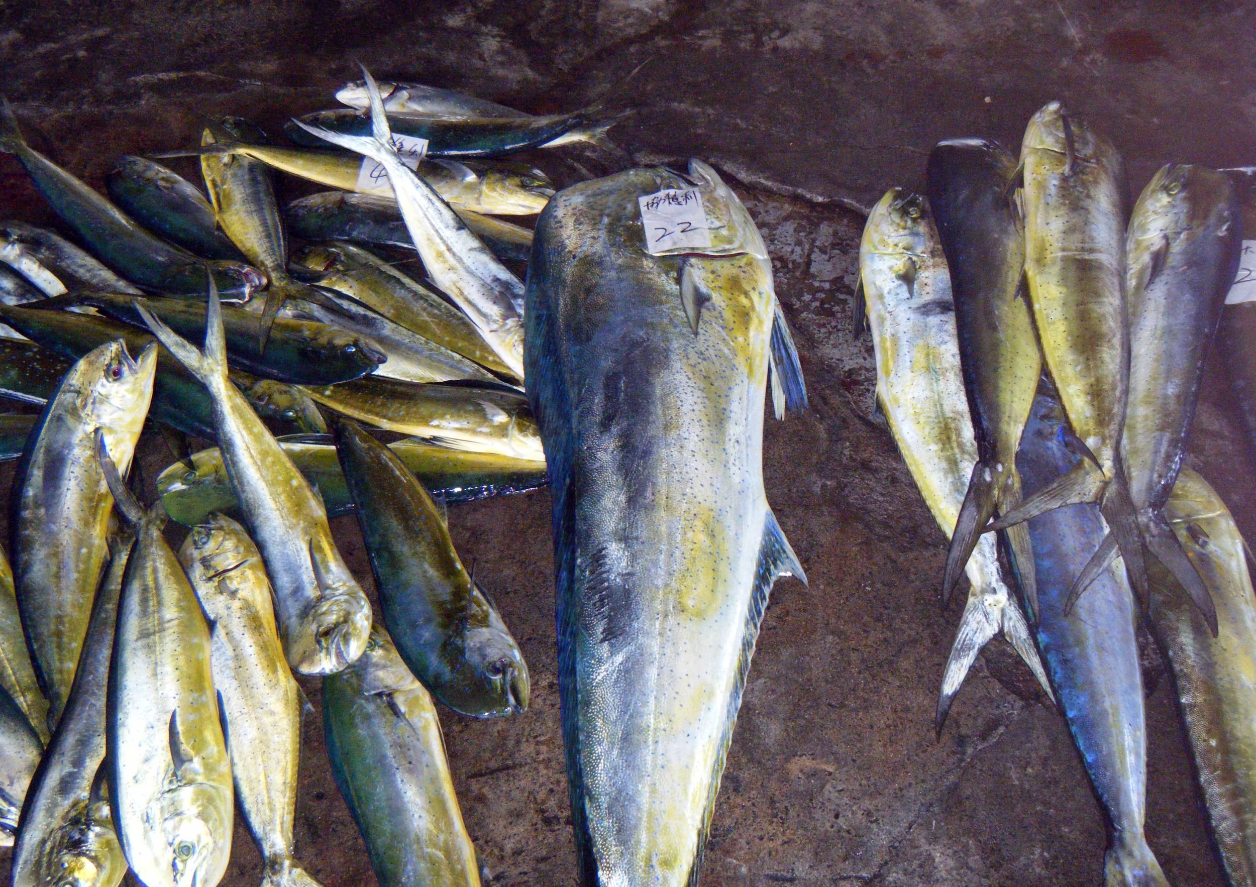 mahimahi.jpg