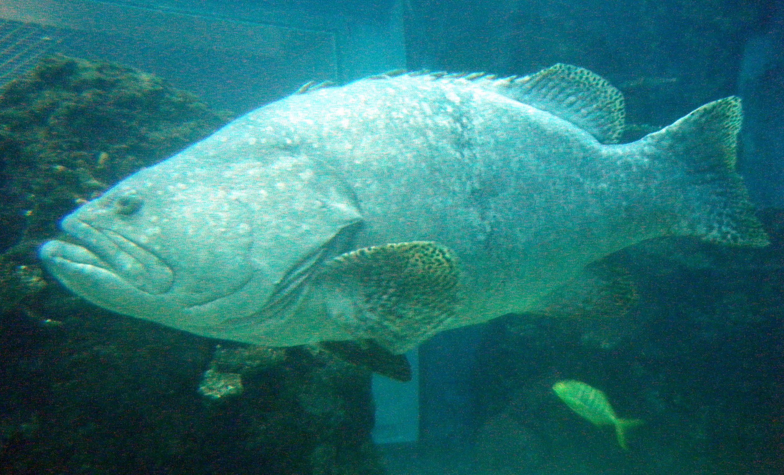 giant grouper.jpg