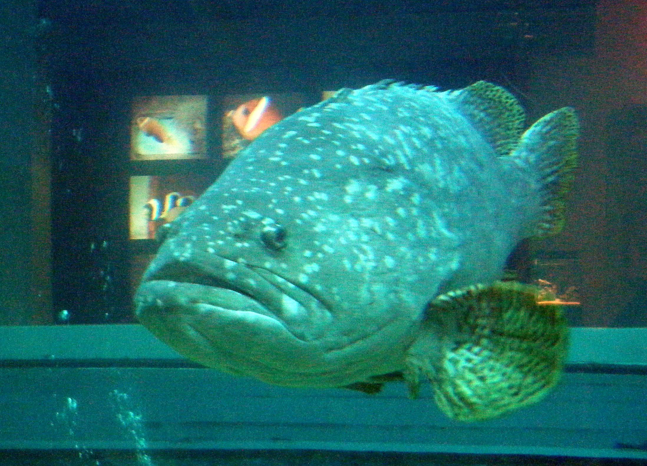 grouper in Chenggong aquarium.jpg