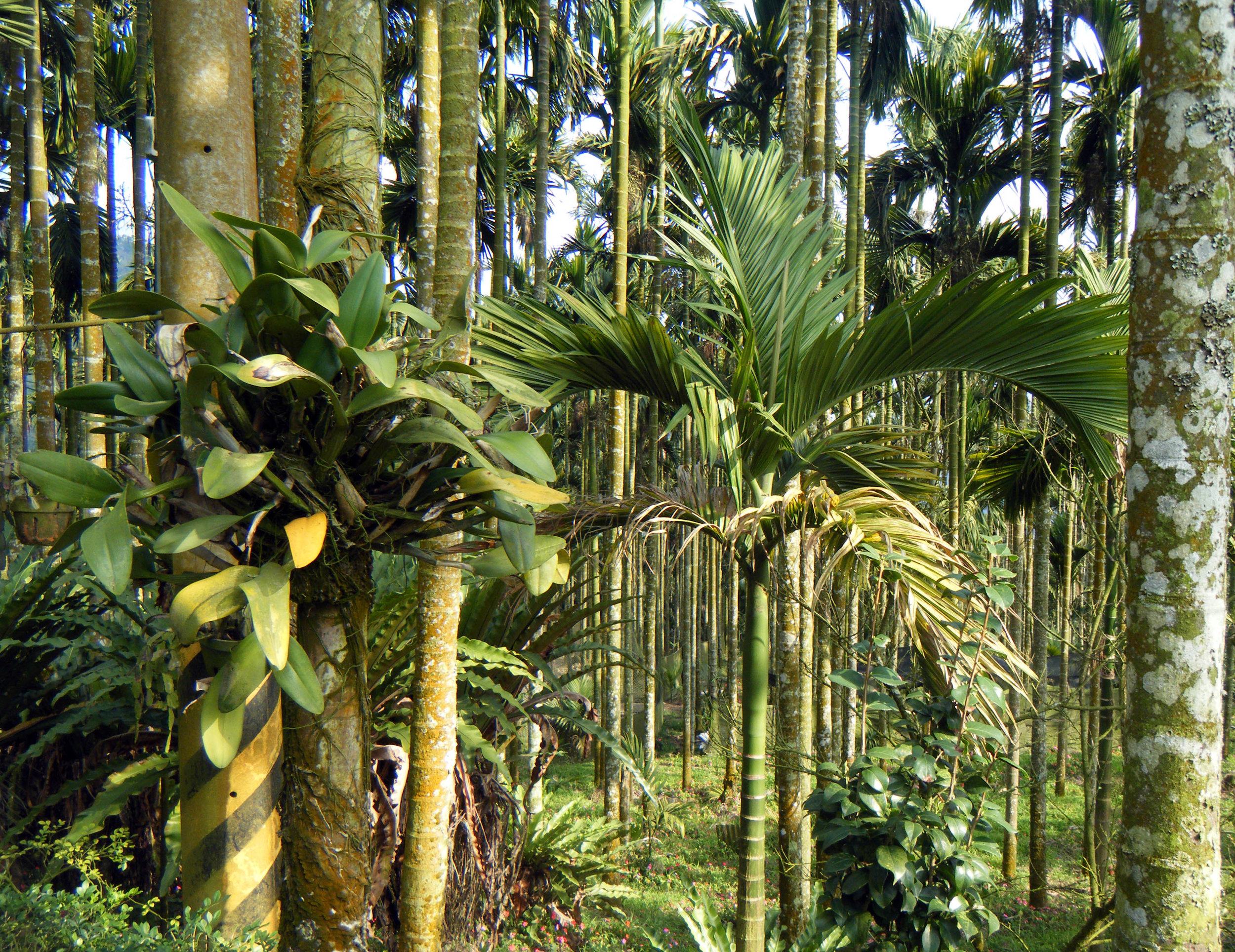 betelnut farm in Chiayi county.jpg
