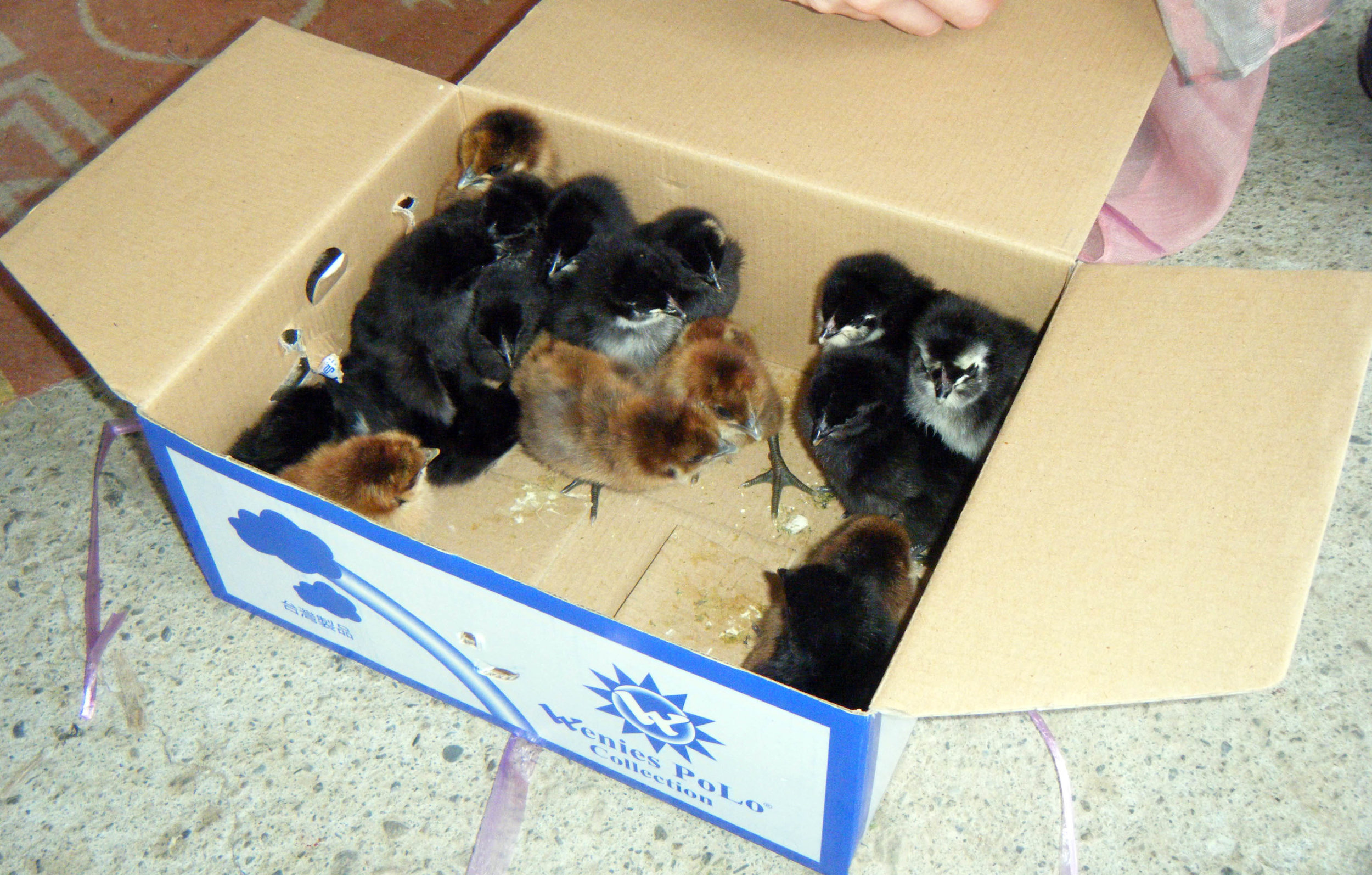 box of chicks.jpg