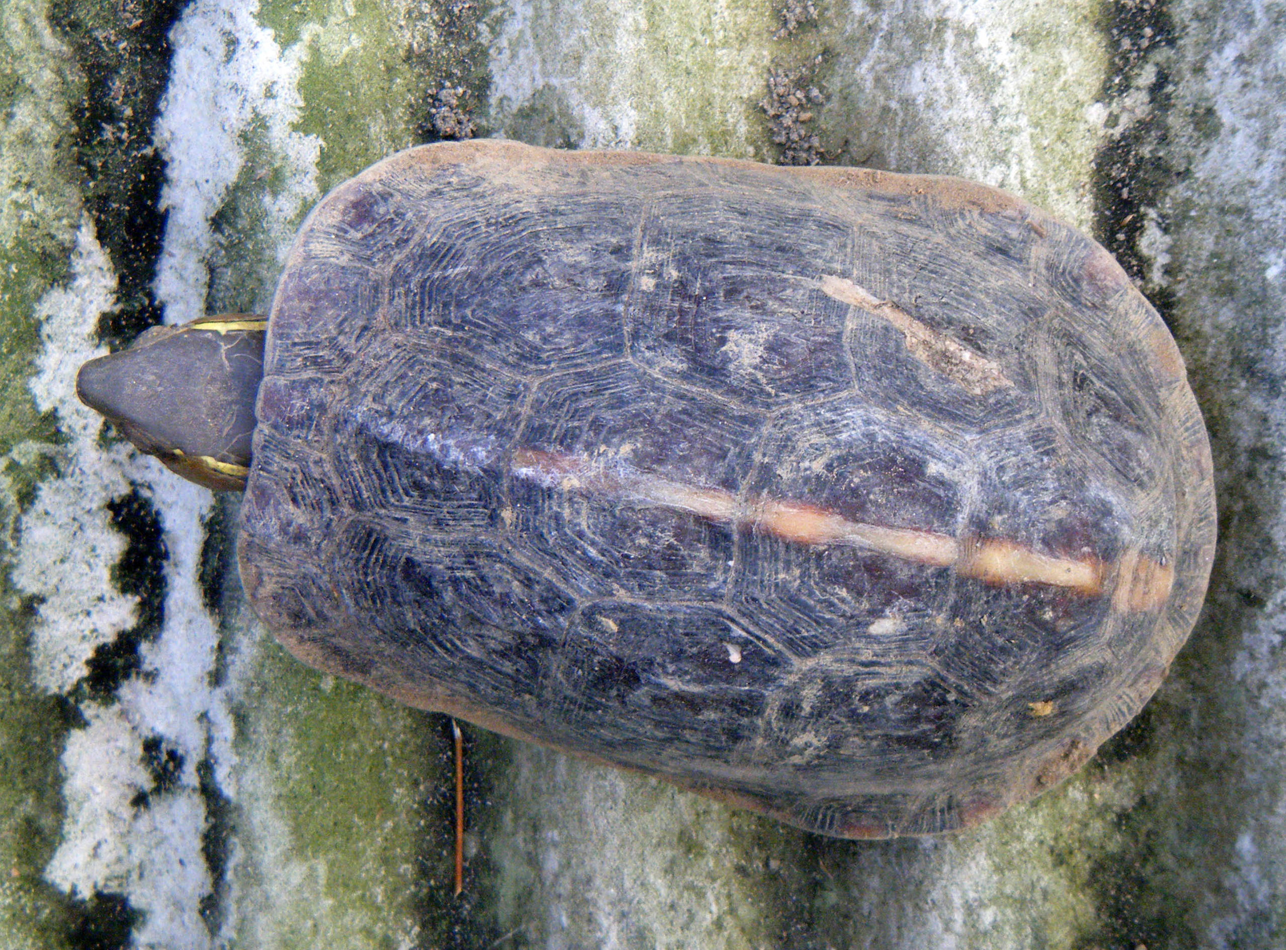 pet turtle.jpg