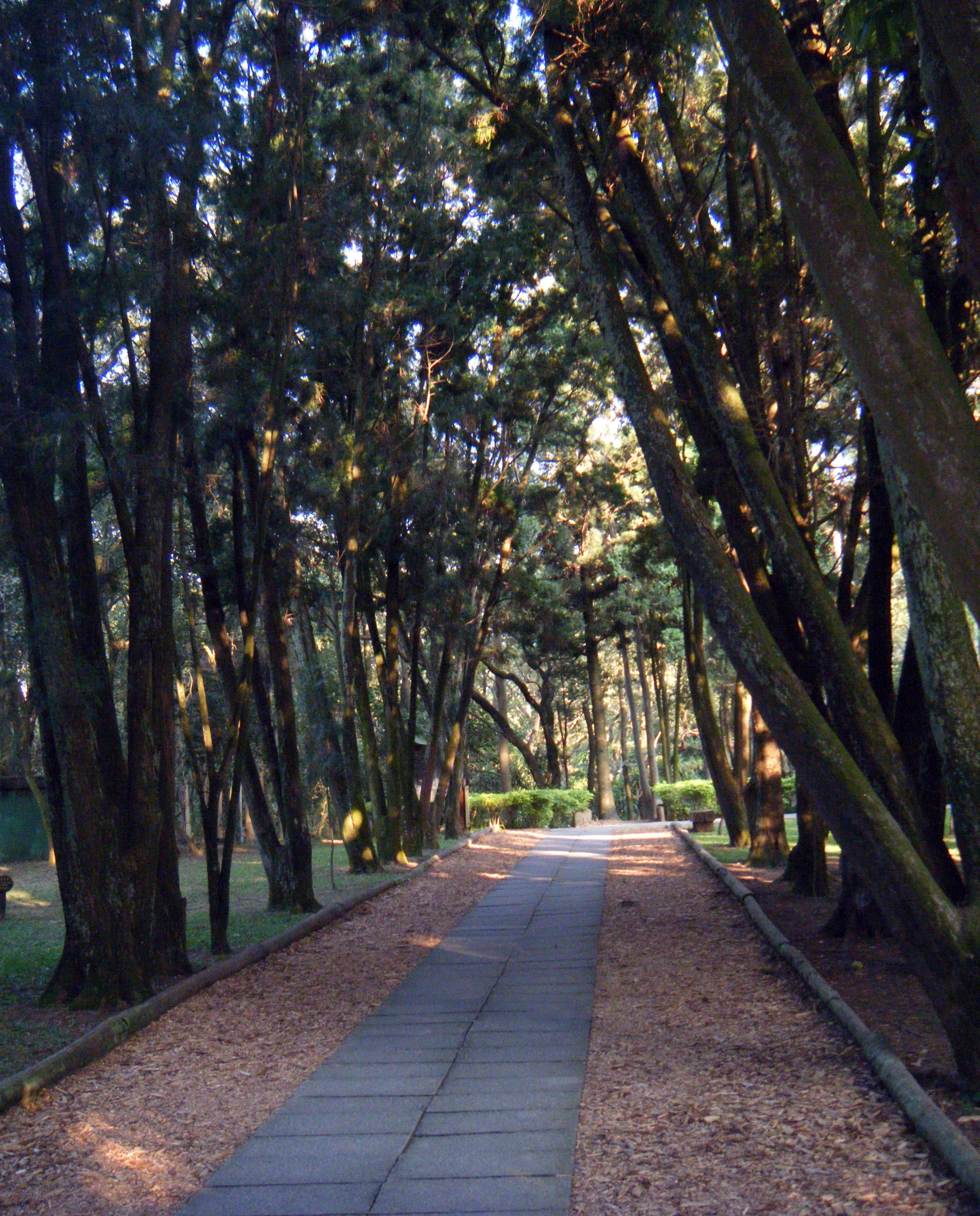 National Taiwan University research forest.jpg