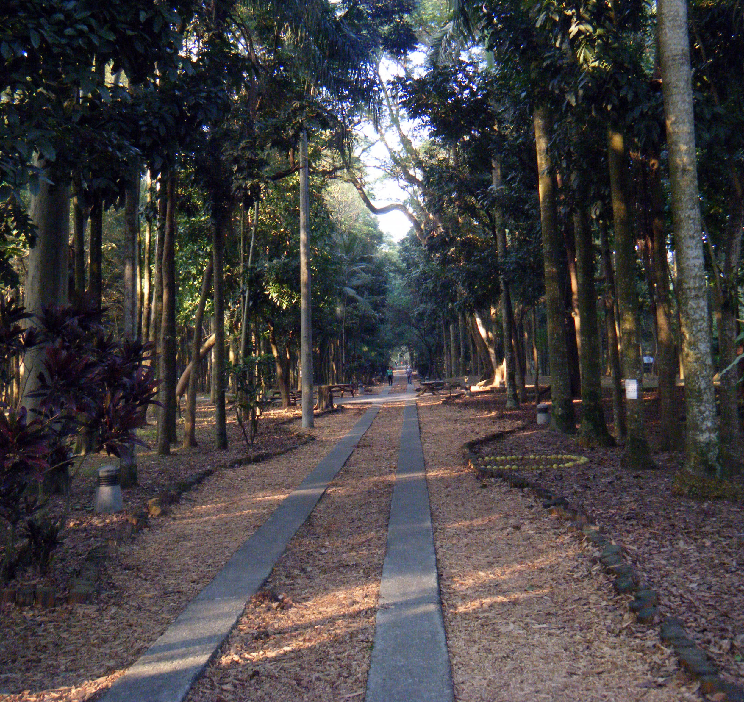 NTU forest.jpg