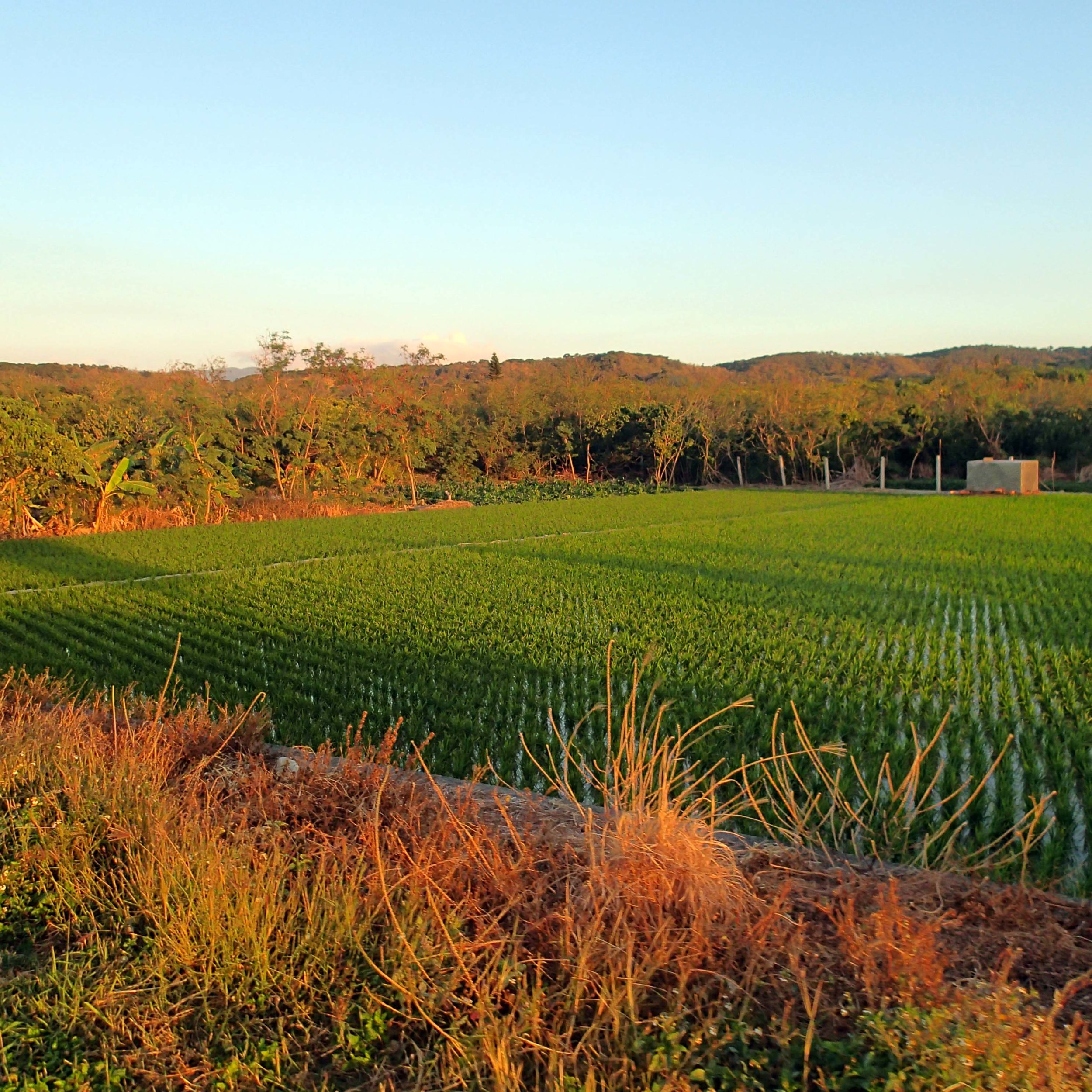 rice field near Sunset Red.jpg