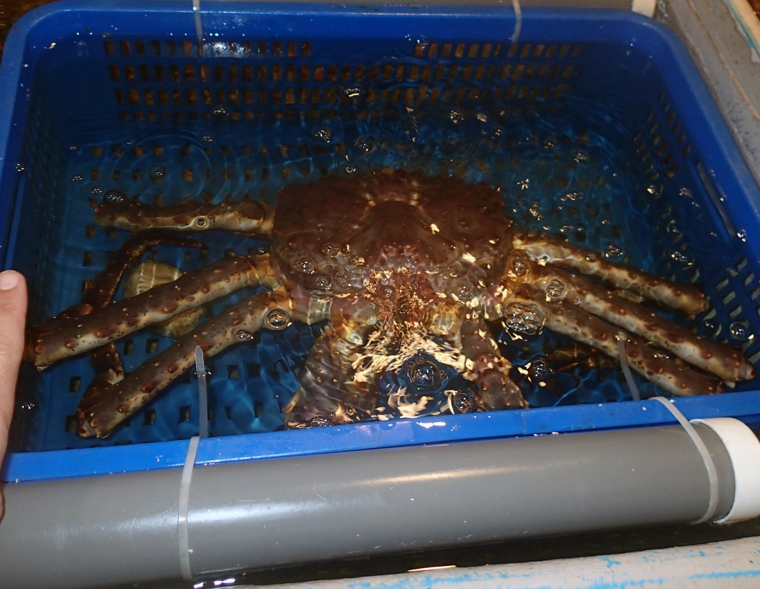 crab with scale.jpg