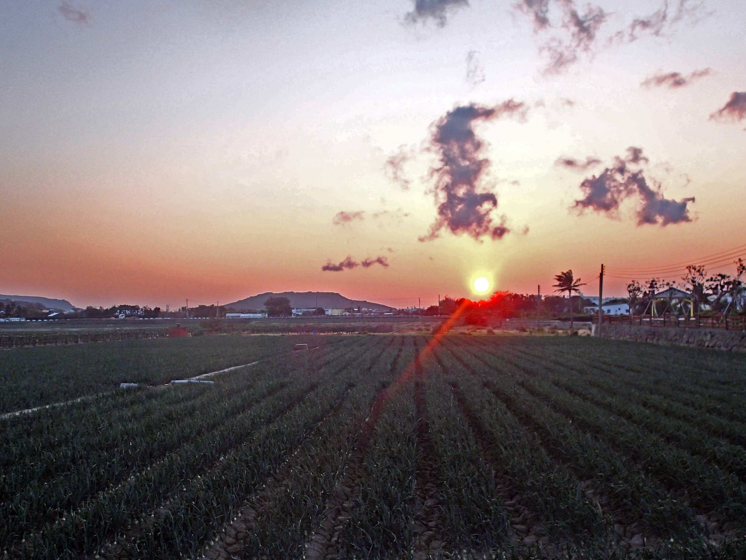 onion farm sunset.jpg